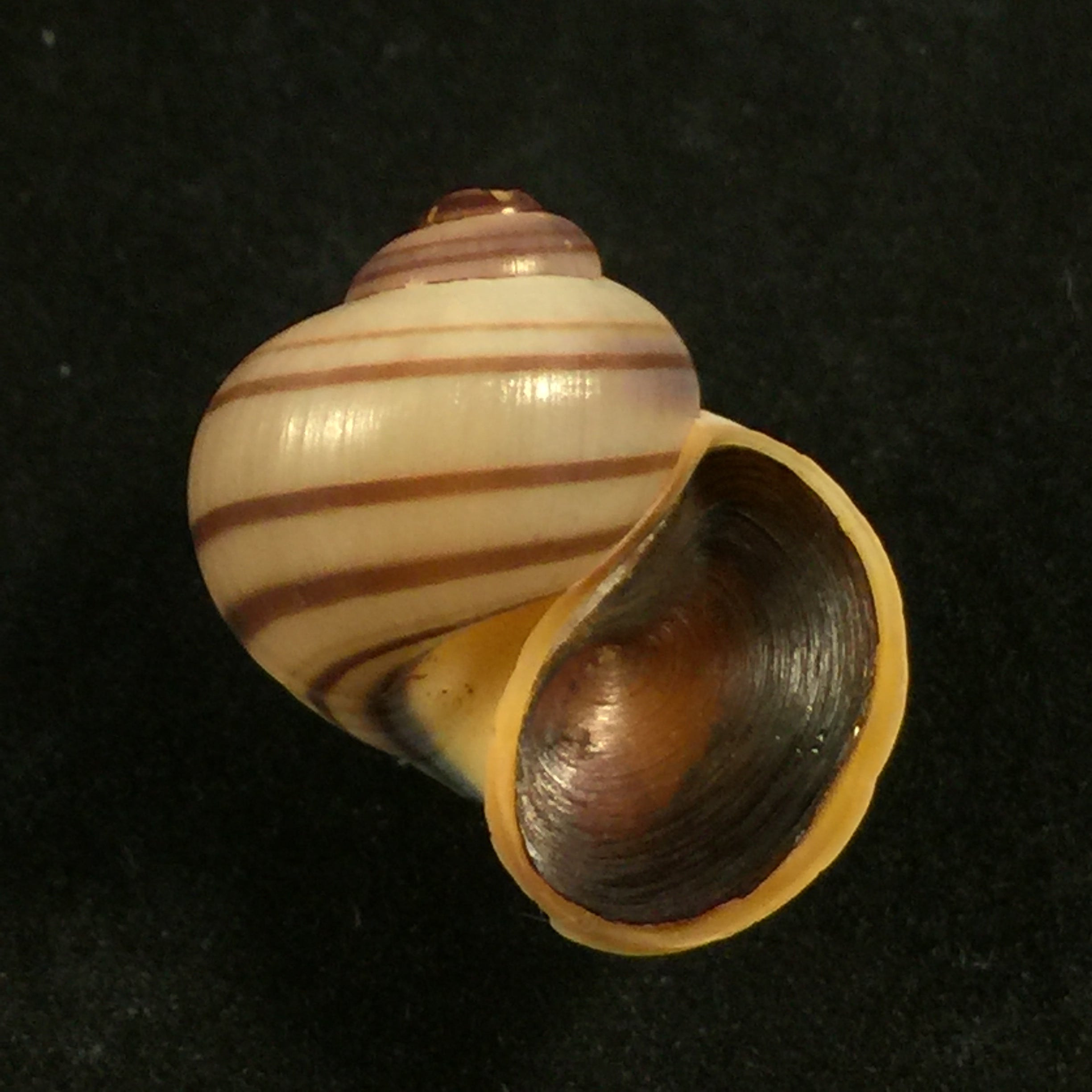 Freshwater Gastropodes