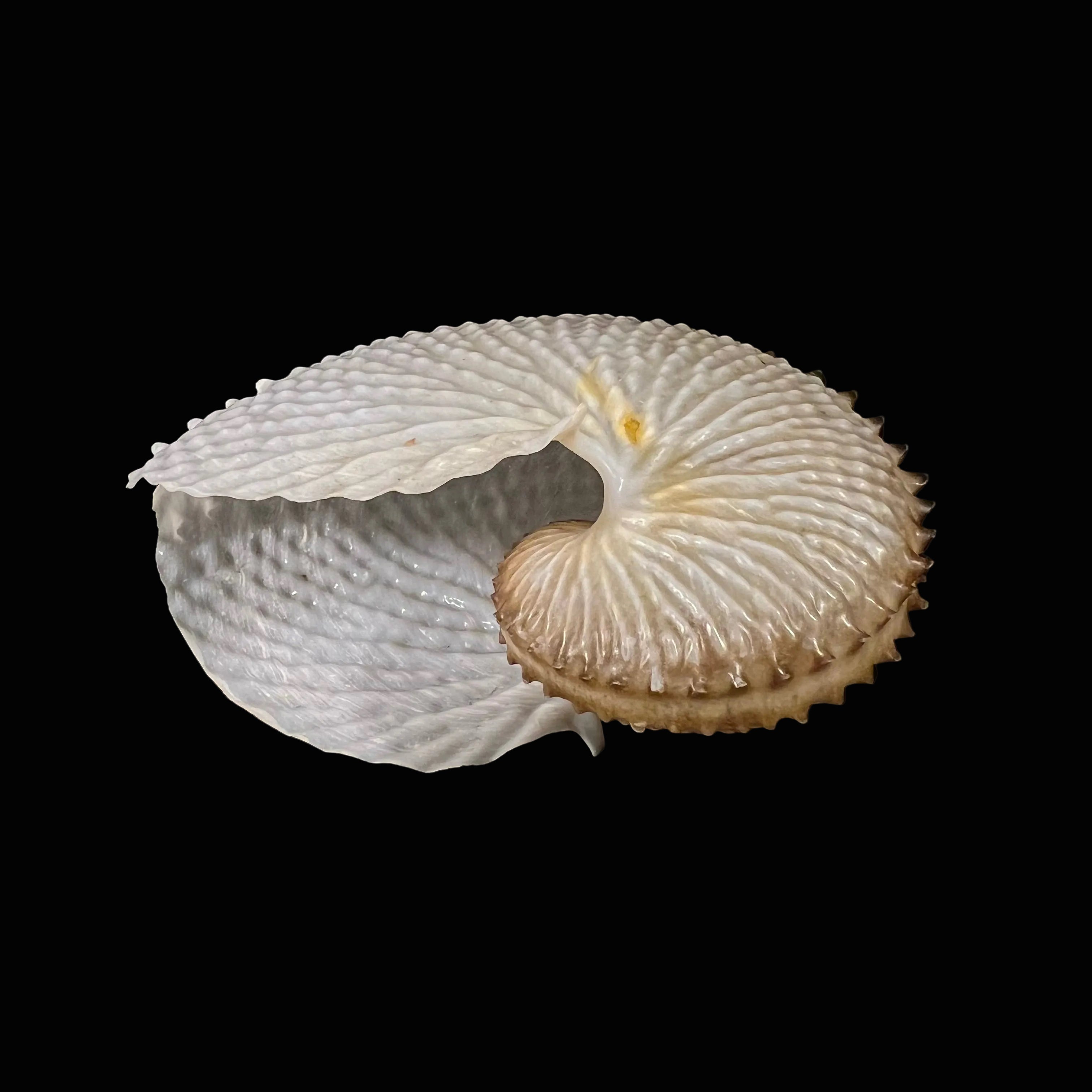 Cephalopodes