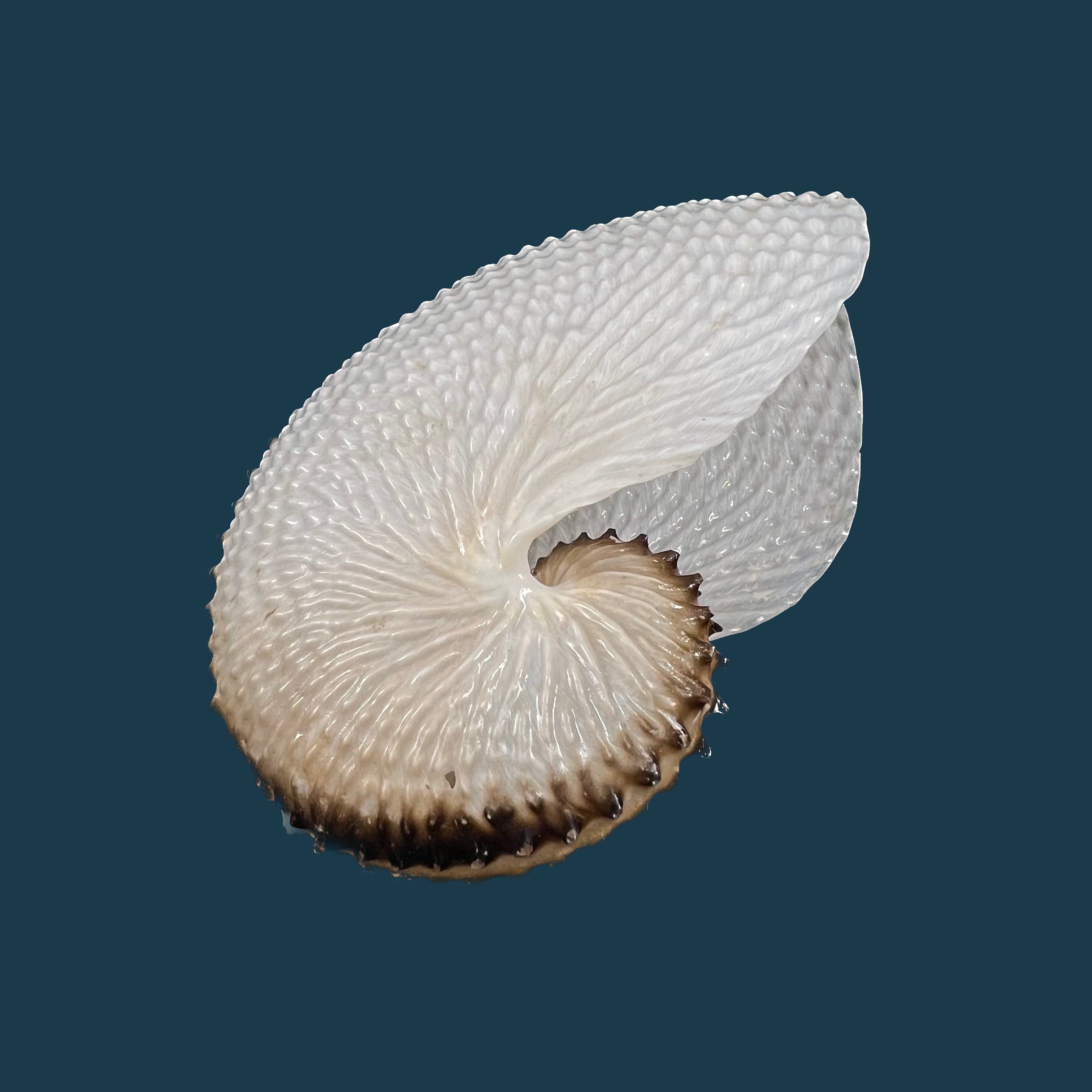 Cephalopodes