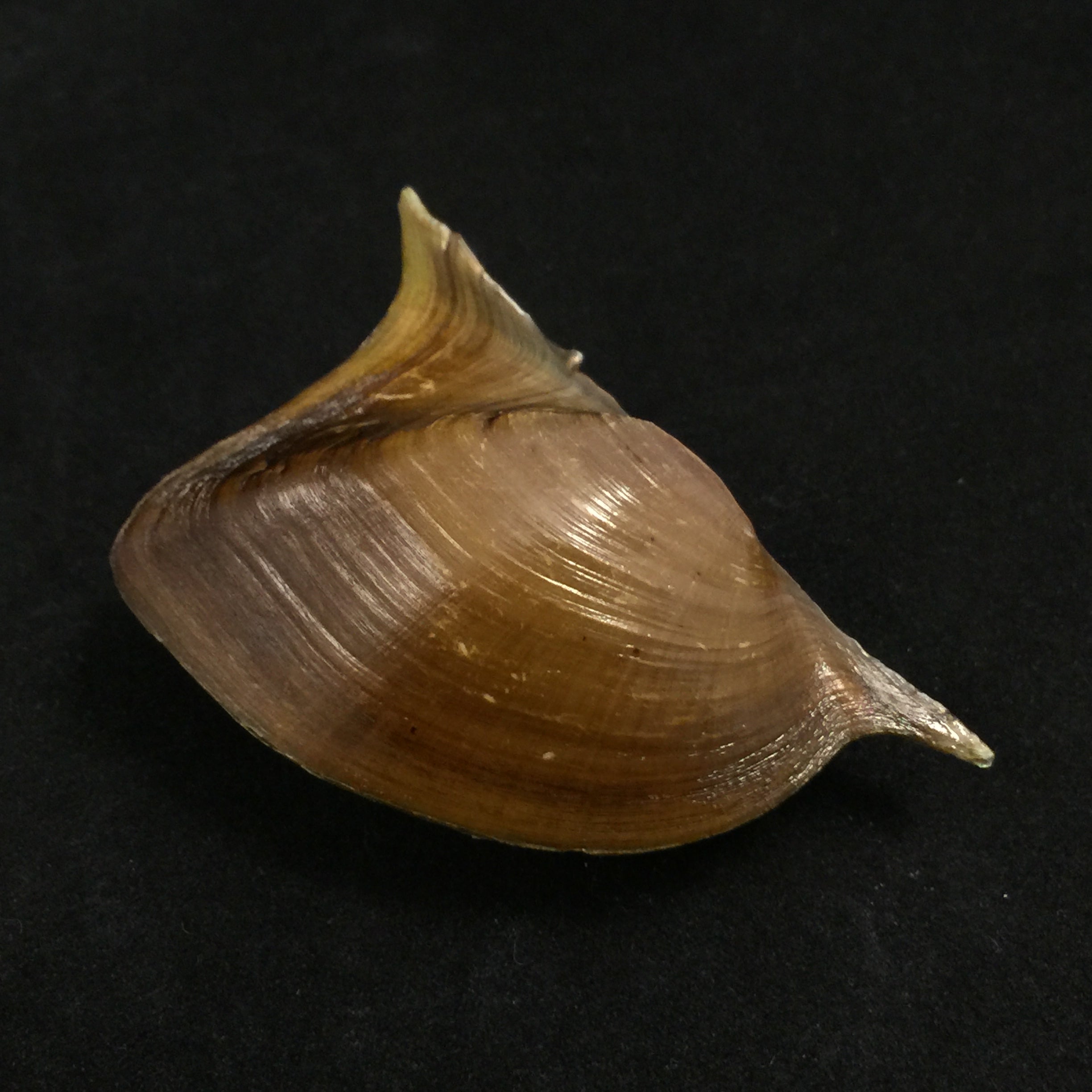 Freshwater Bivalves