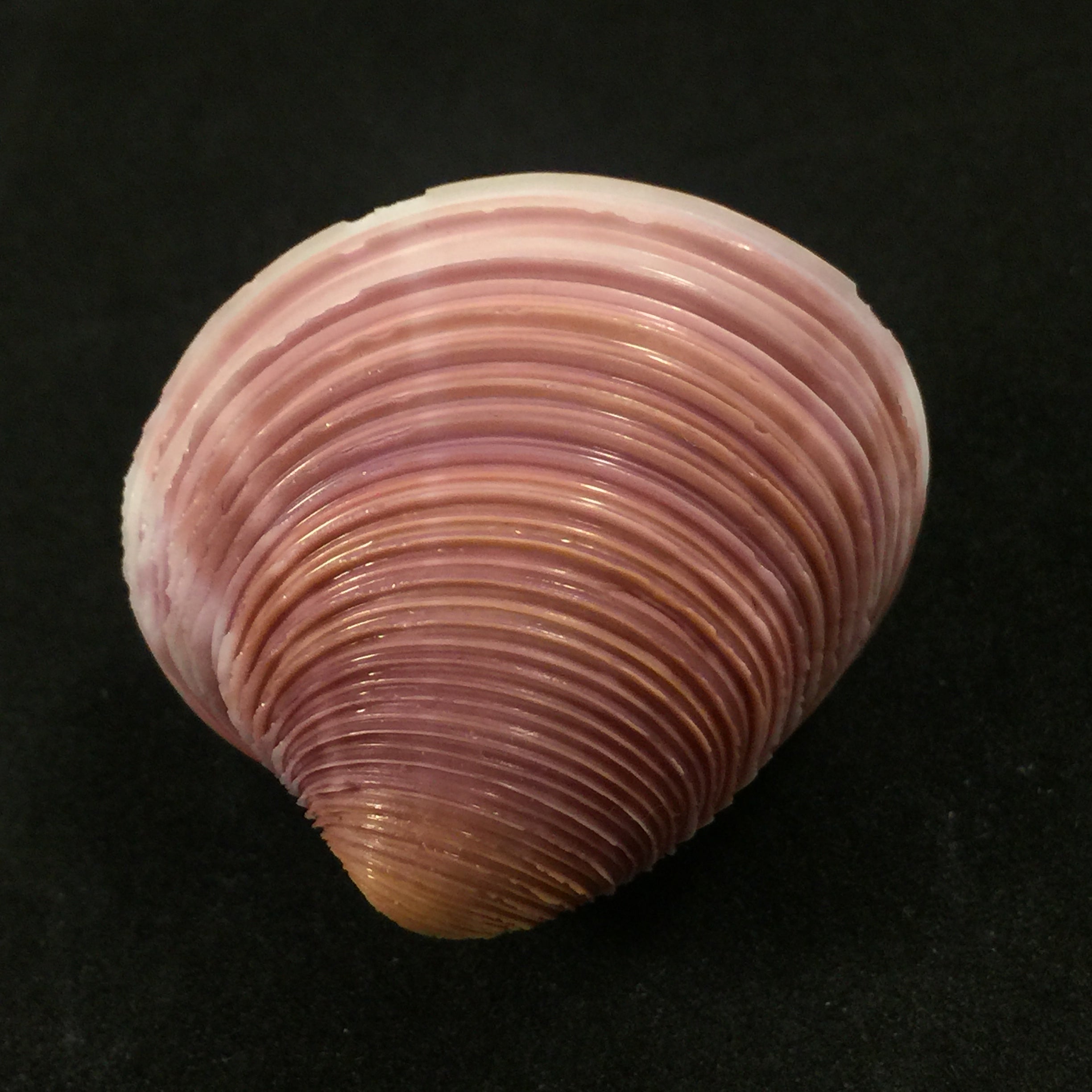 Marine Bivalve