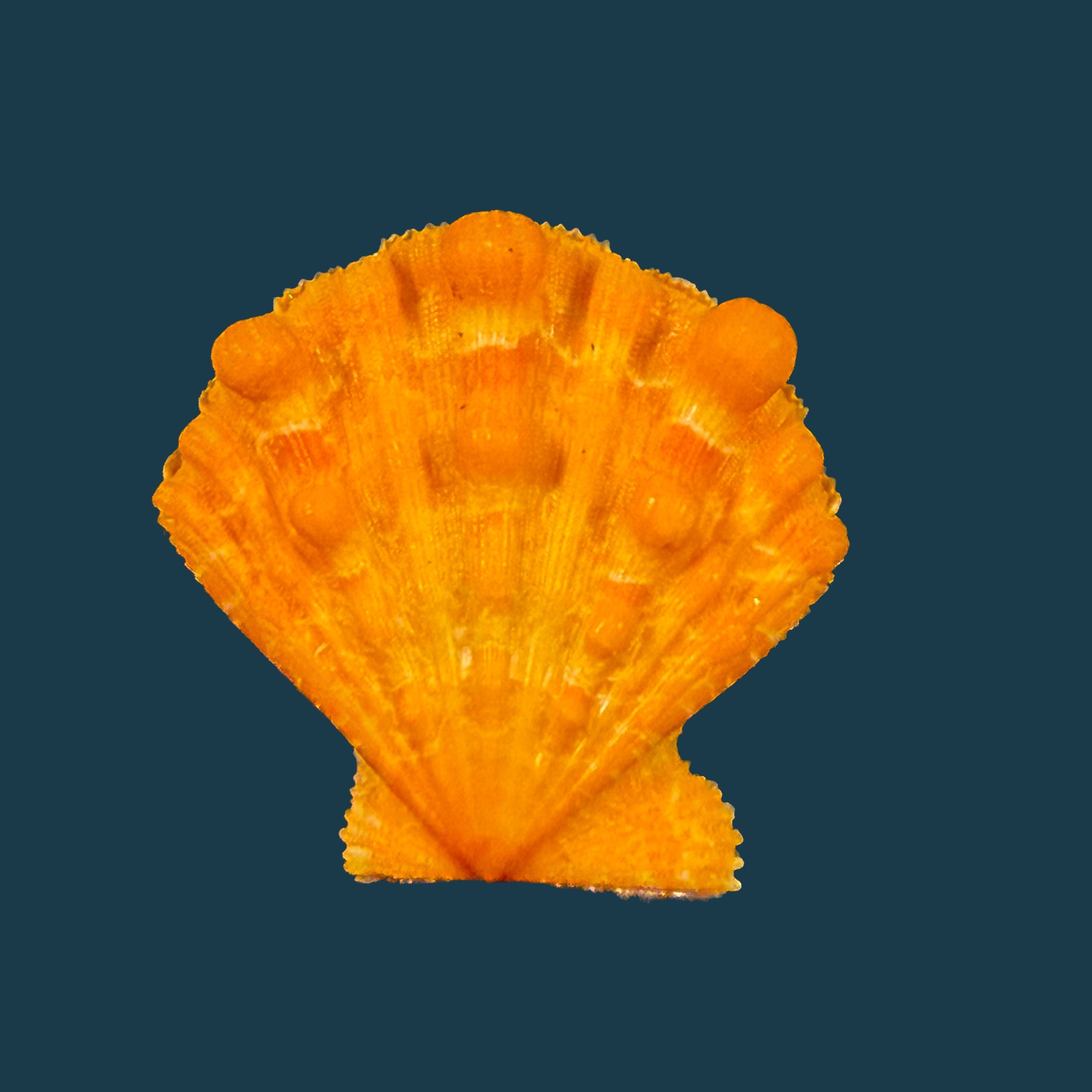 Marine Bivalve