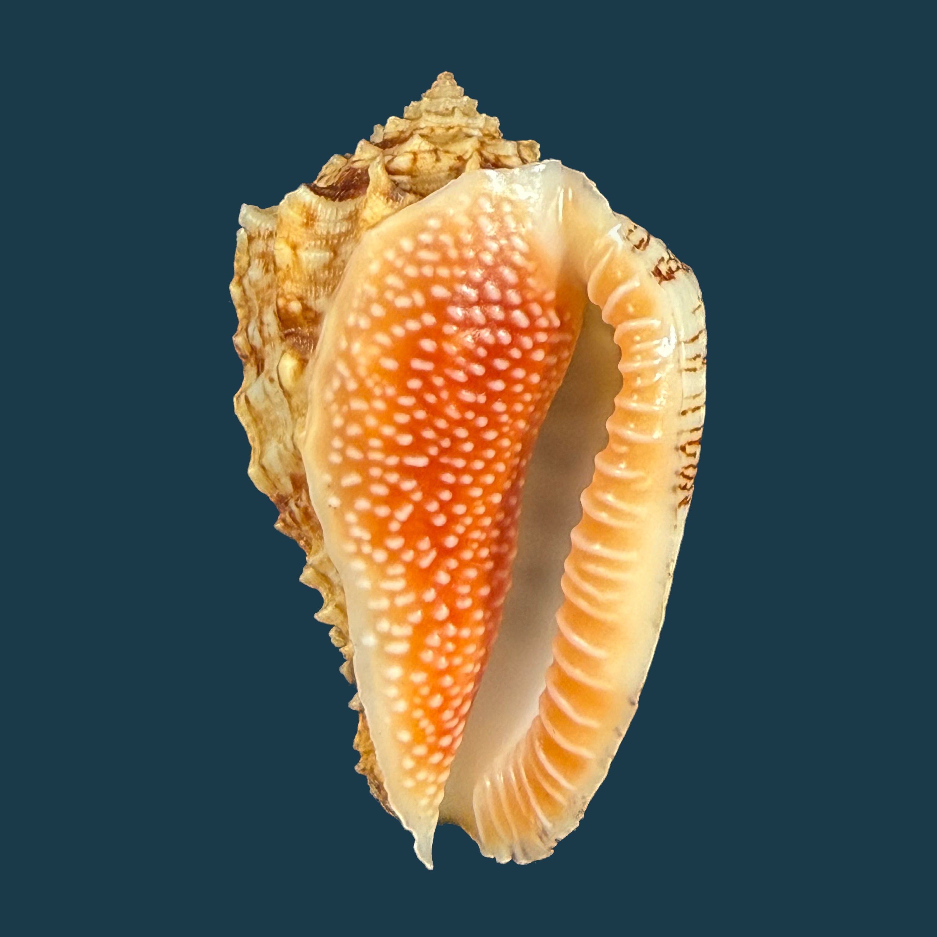 Marine Gastropode