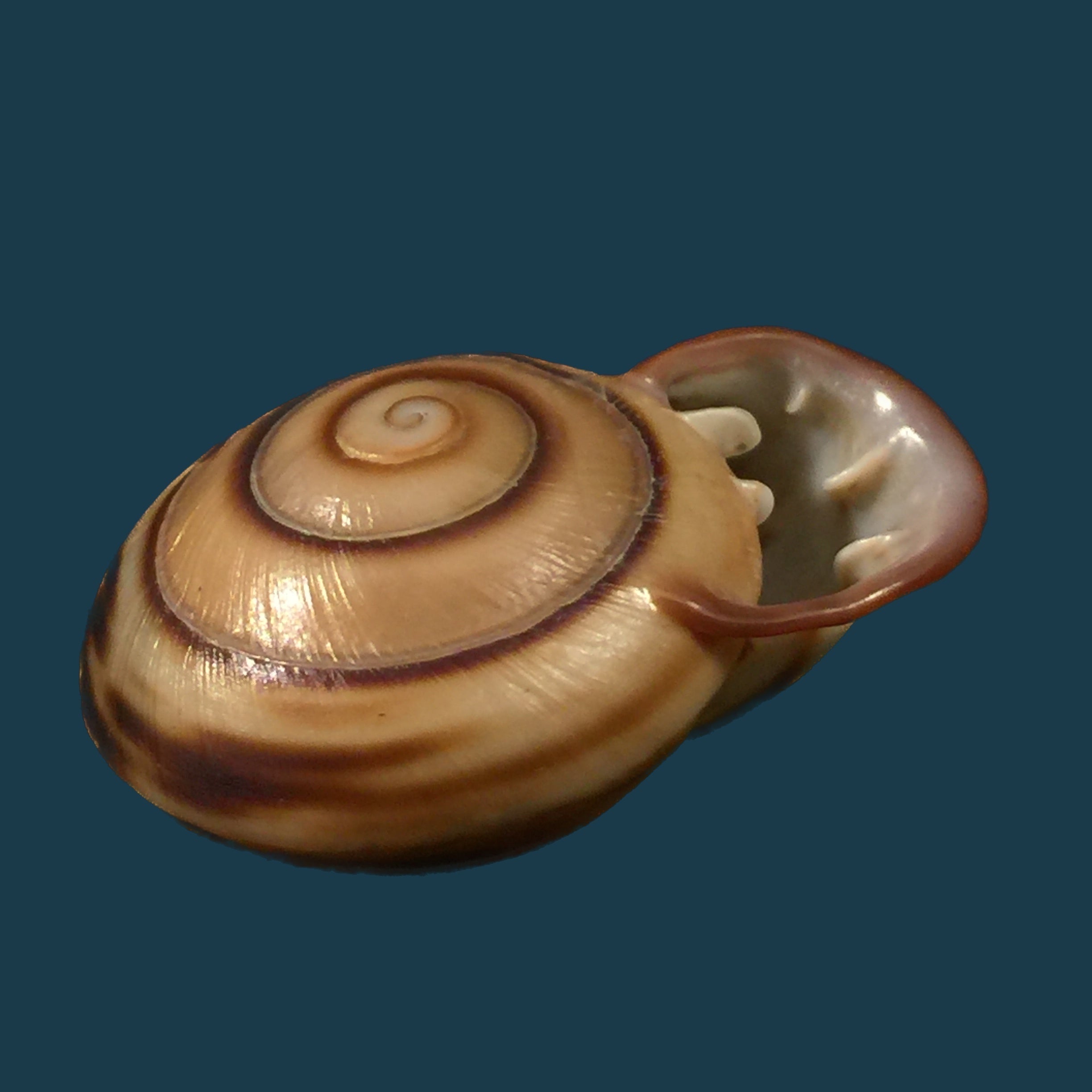 Landsnail
