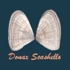Shells on Sale