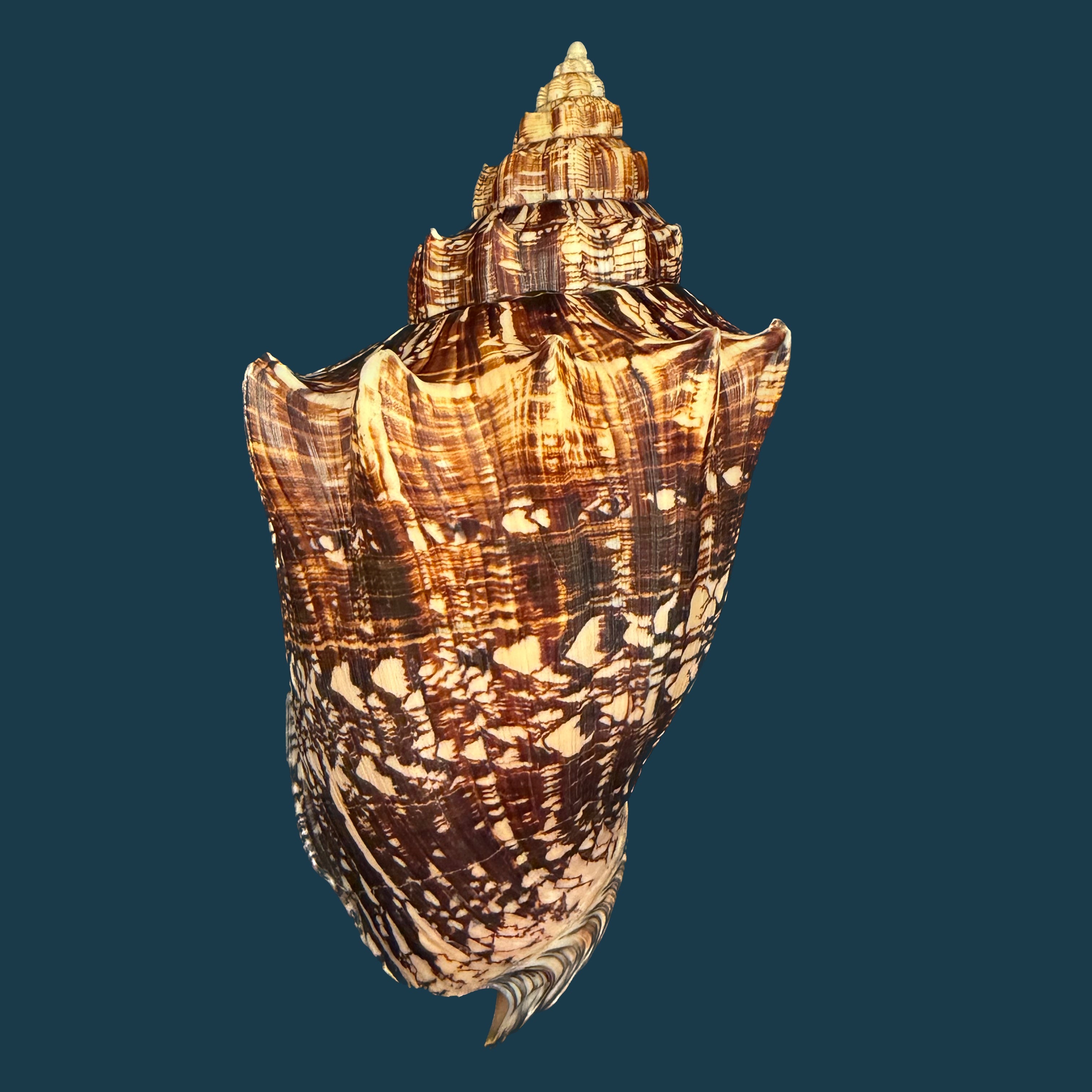 Voluta ebraea Linnaeus, 1758 - 227,4mm