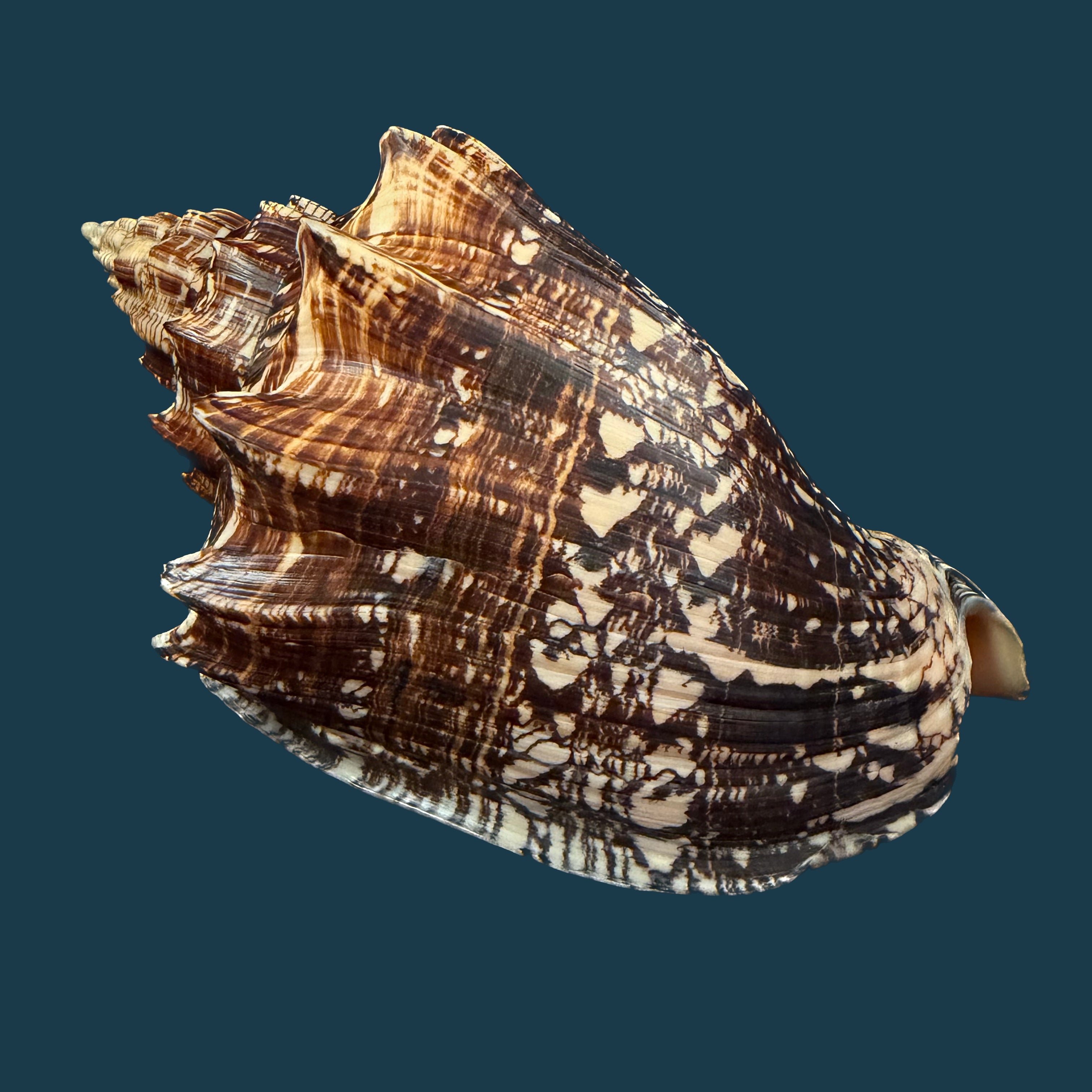 Voluta ebraea Linnaeus, 1758 - 227,4mm