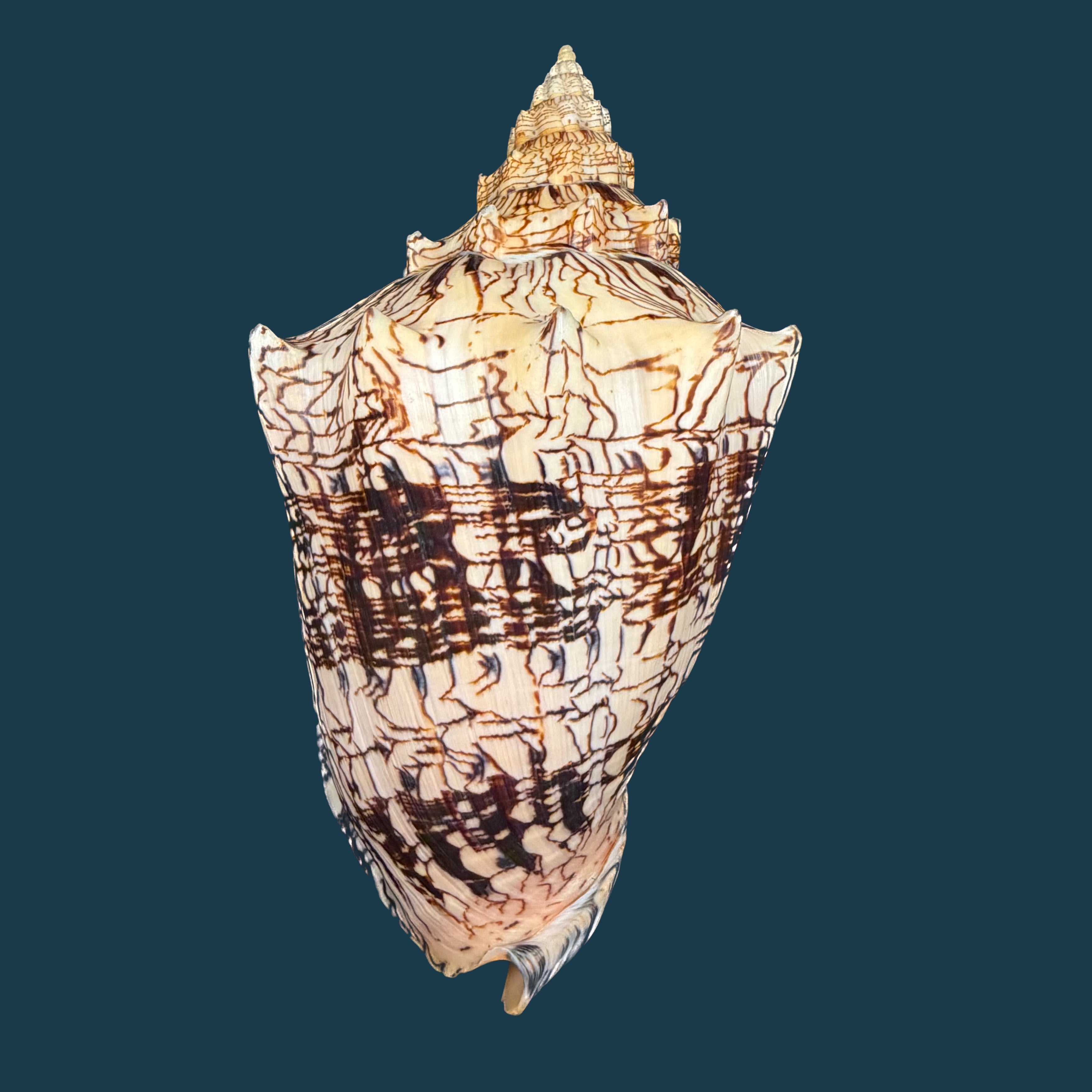 Voluta ebraea Linnaeus, 1758 - 222mm