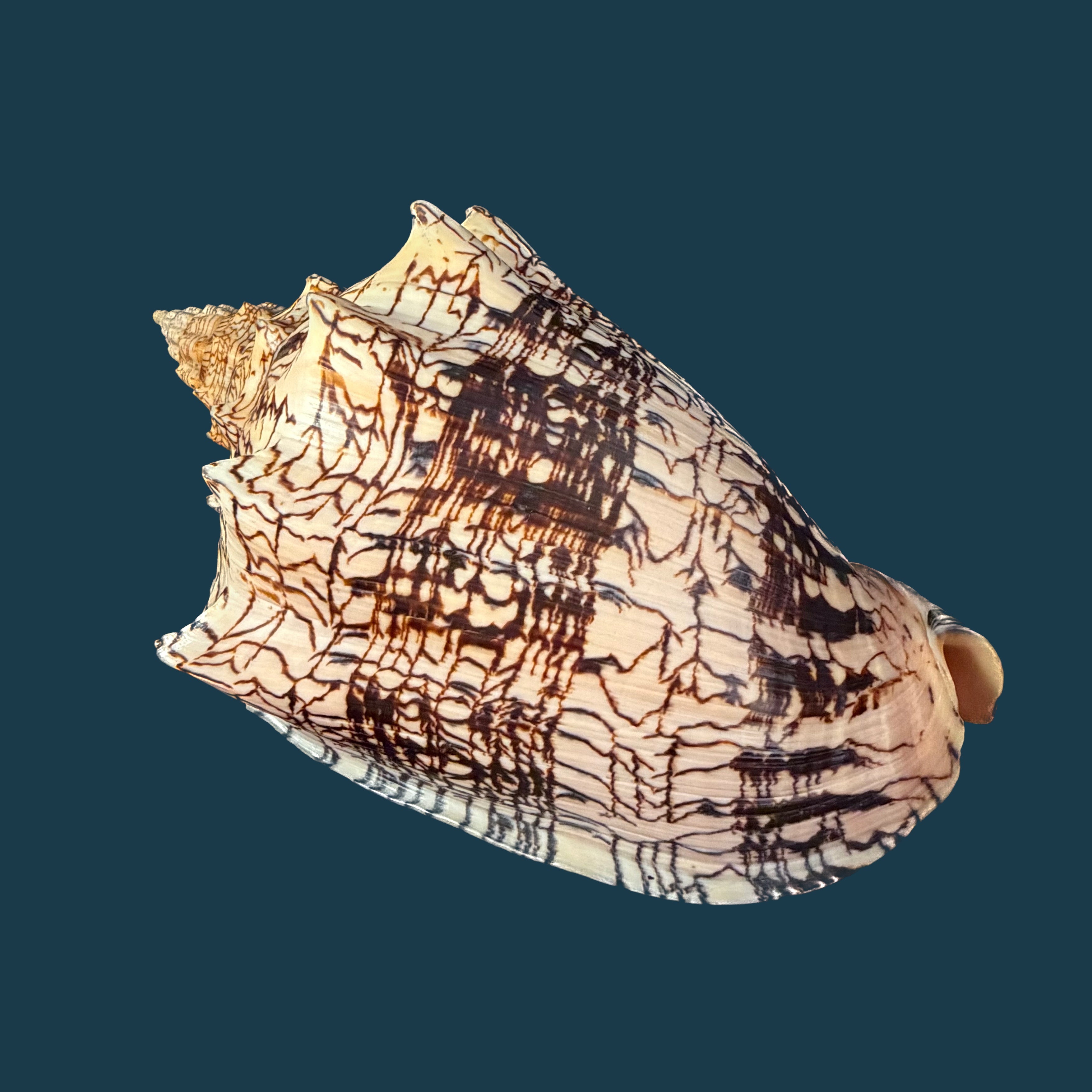 Voluta ebraea Linnaeus, 1758 - 222mm