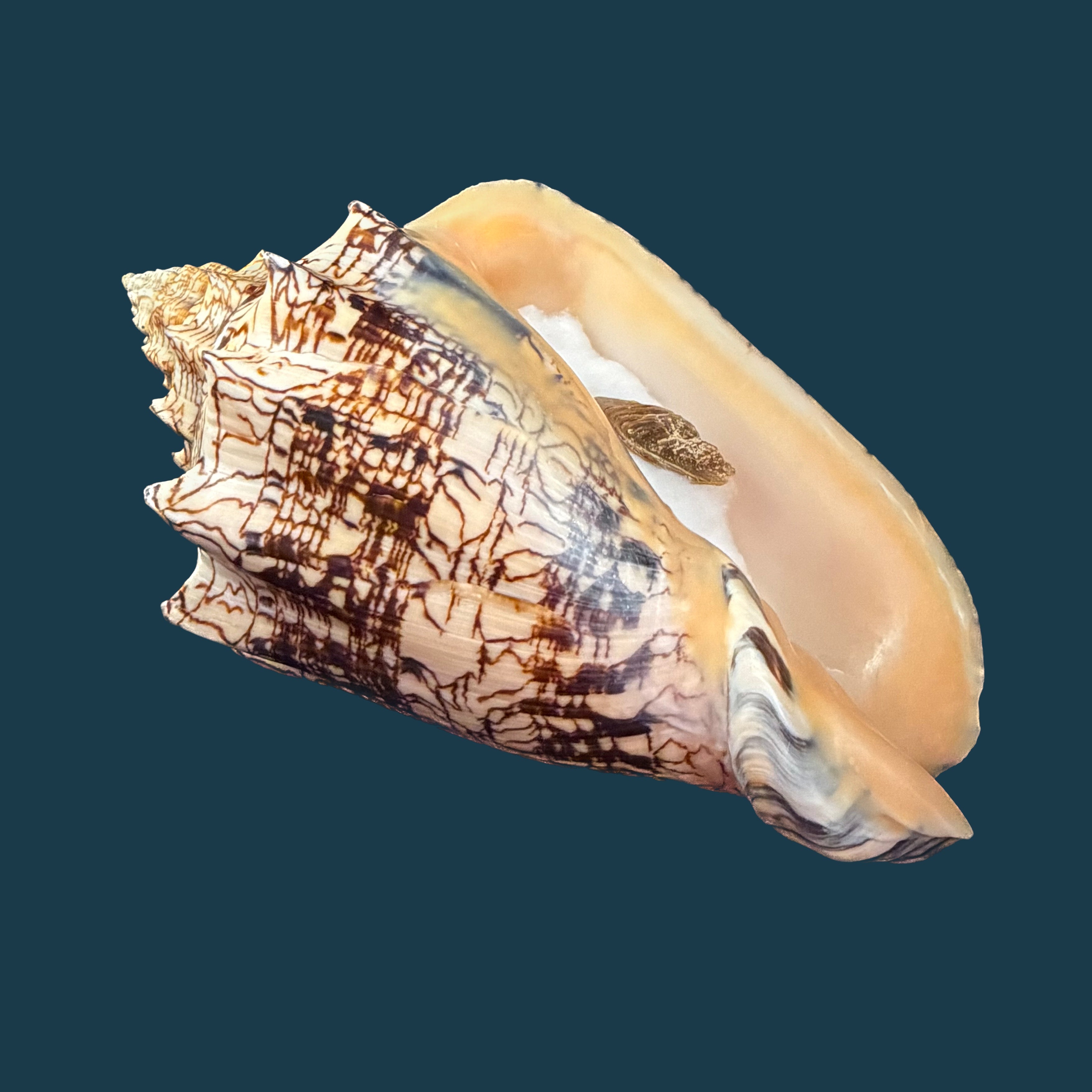 Voluta ebraea Linnaeus, 1758 - 222mm