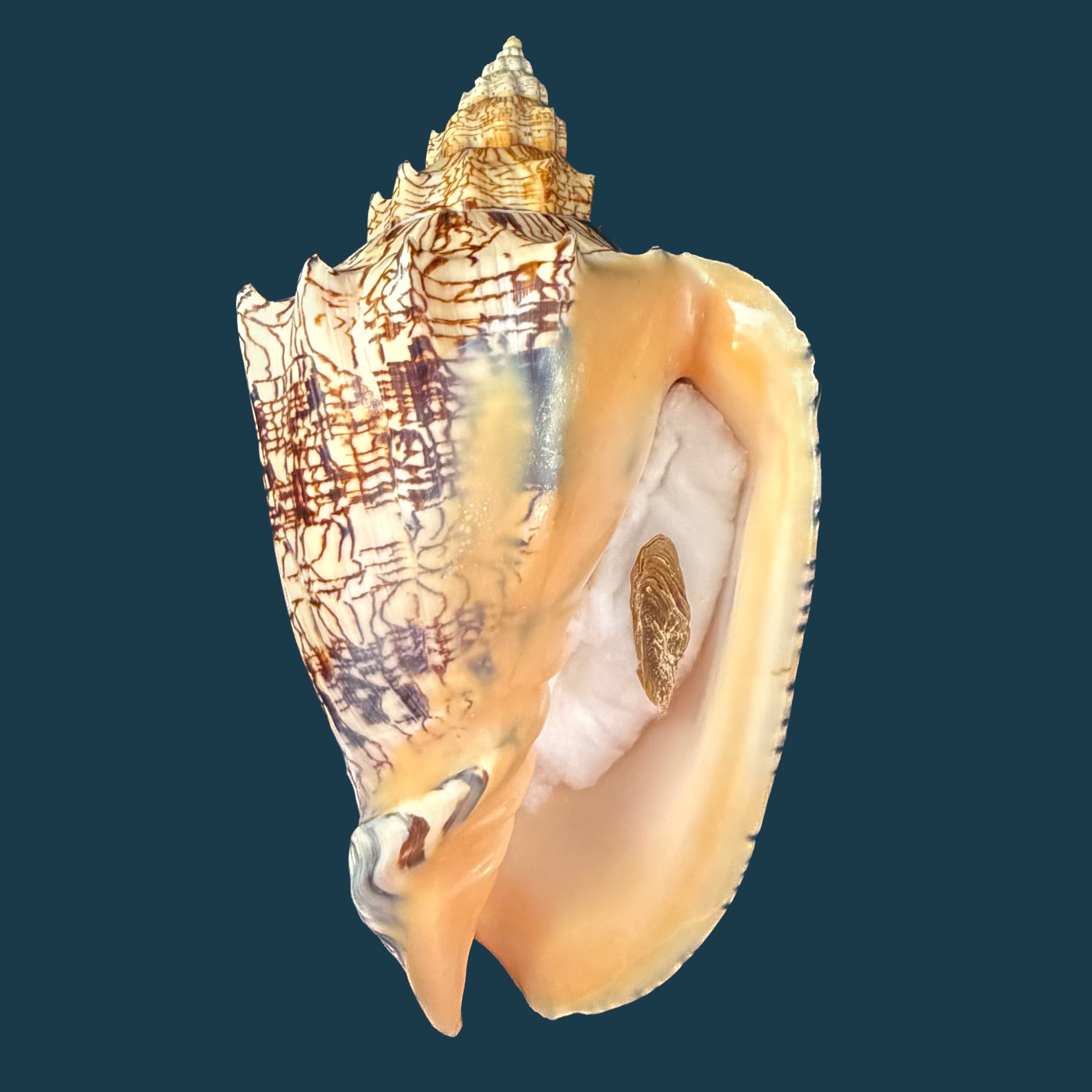 Voluta ebraea Linnaeus, 1758 - 222mm