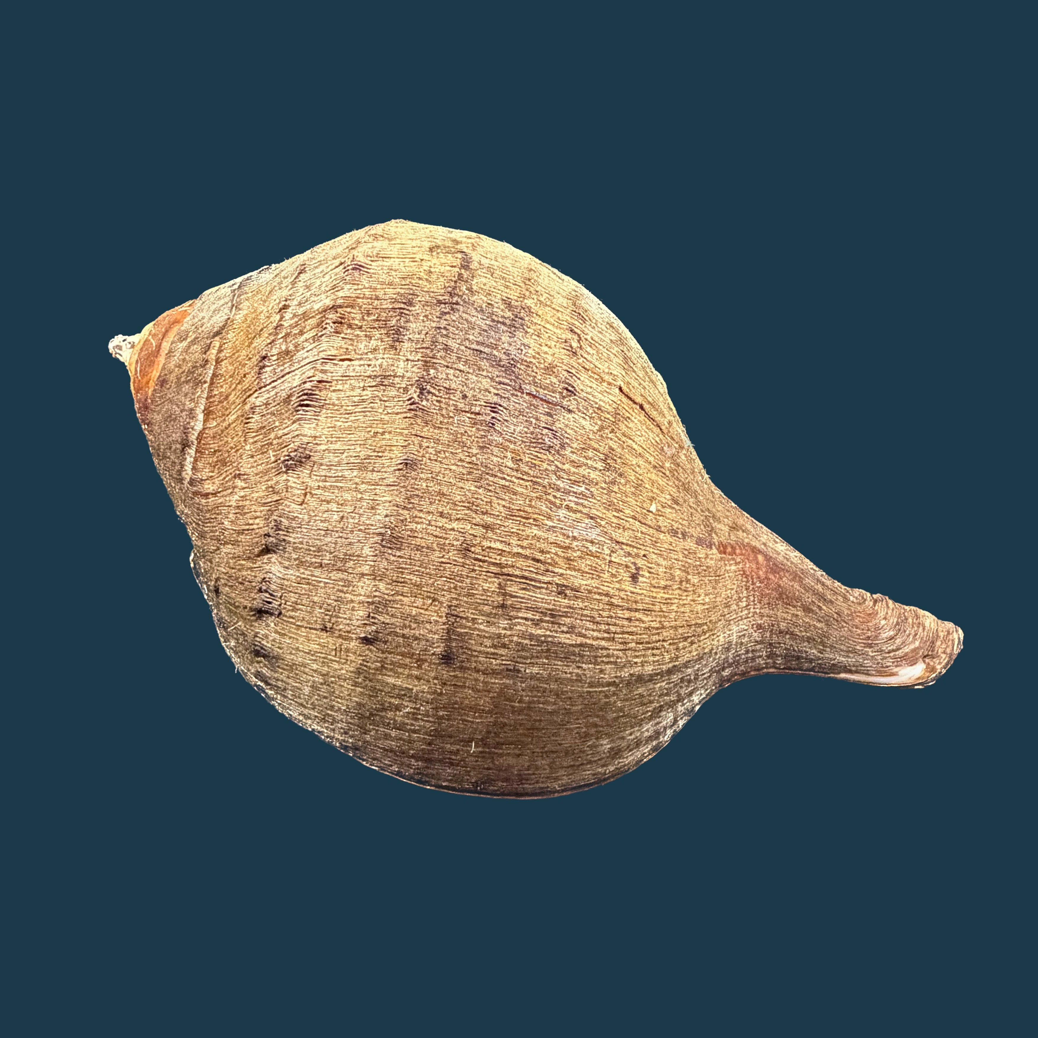 Turbinella pyrum (Linnaeus, 1767) - 223,3mm