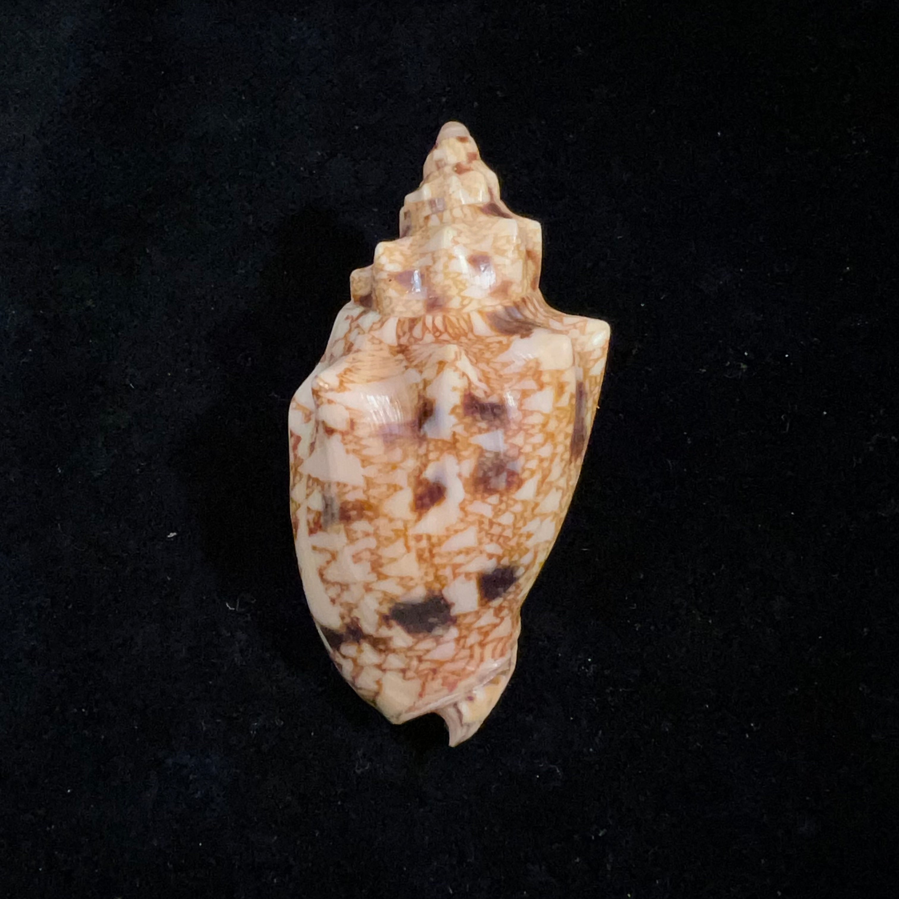 Odontocymbiola americana (Reeve, 1856) - 59,8毫米