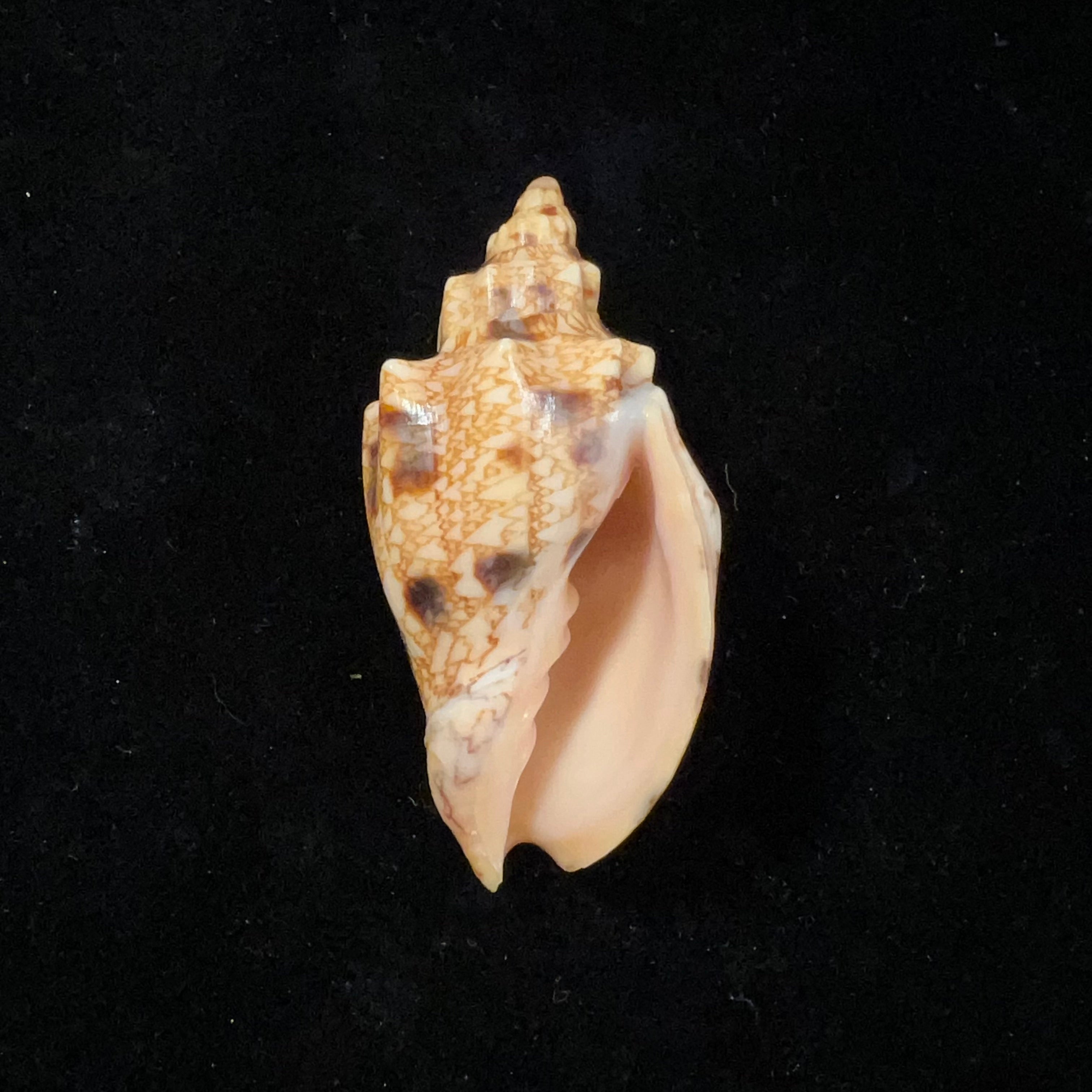 Odontocymbiola americana (Reeve, 1856) - 59,8毫米