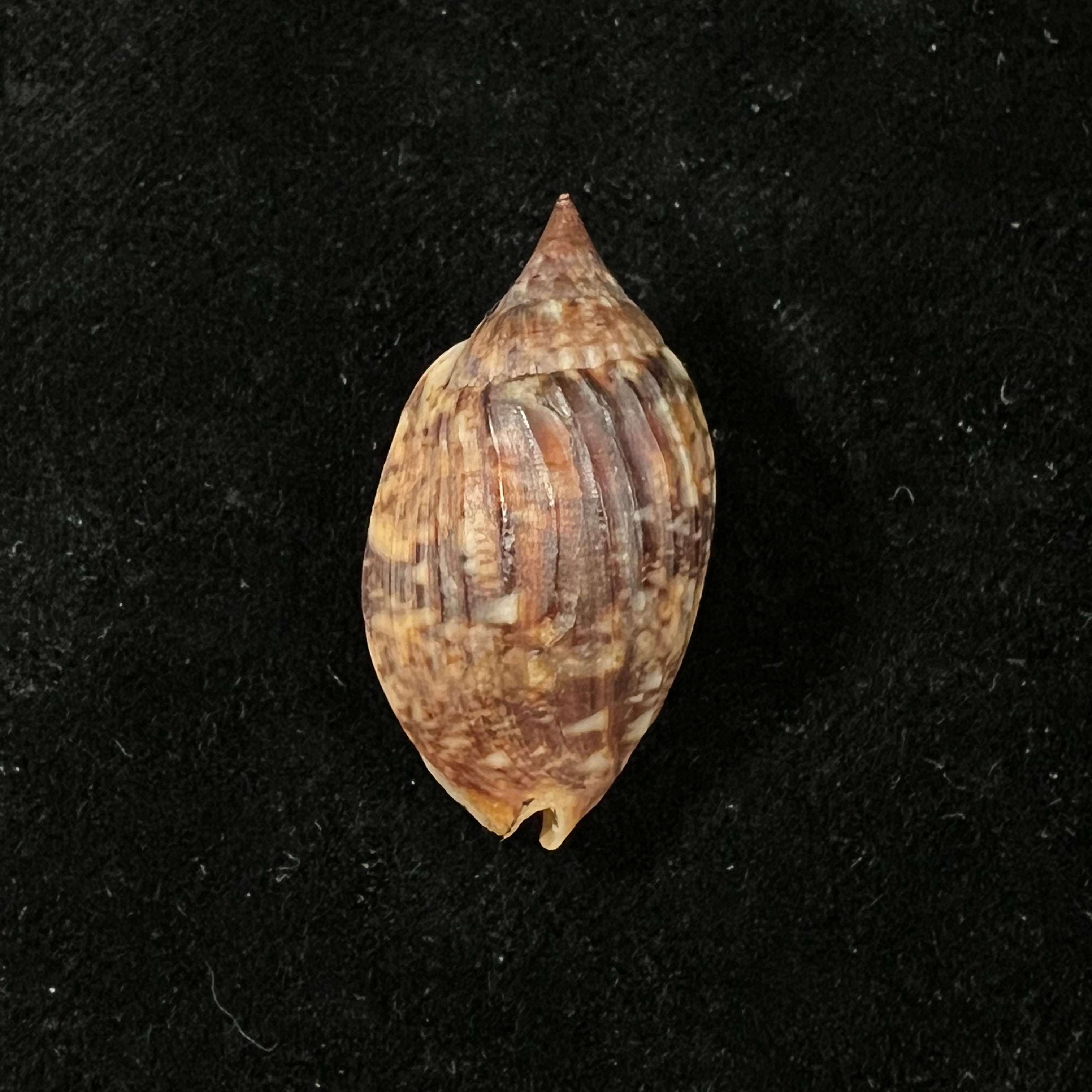 Enaeta barnesii (Gray, 1825) - 32,3mm