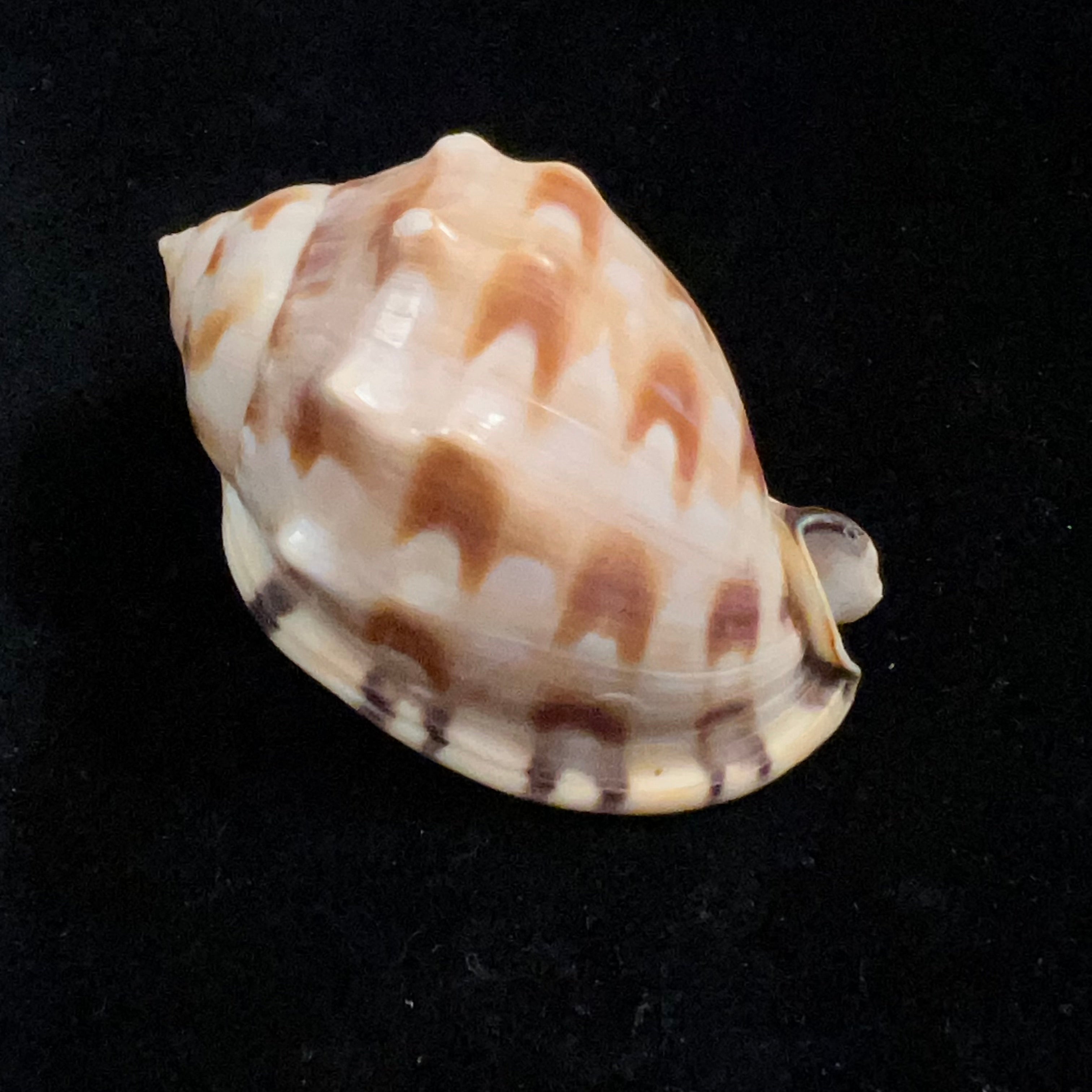 Semicassis iheringi (Carcelles, 1953) - 60,4mm