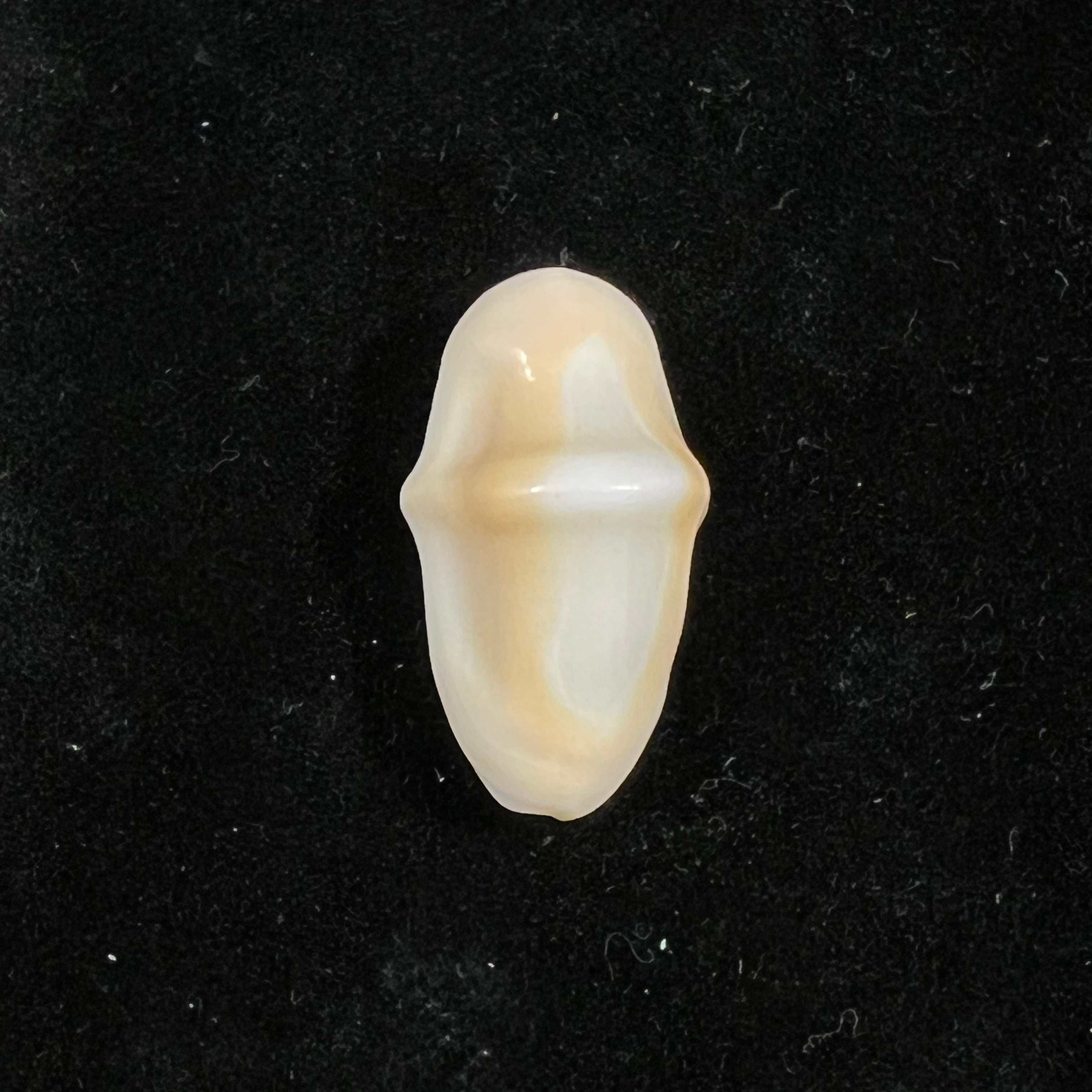 Cyphoma gibbosum (Linnaeus, 1758) - 26,8mm