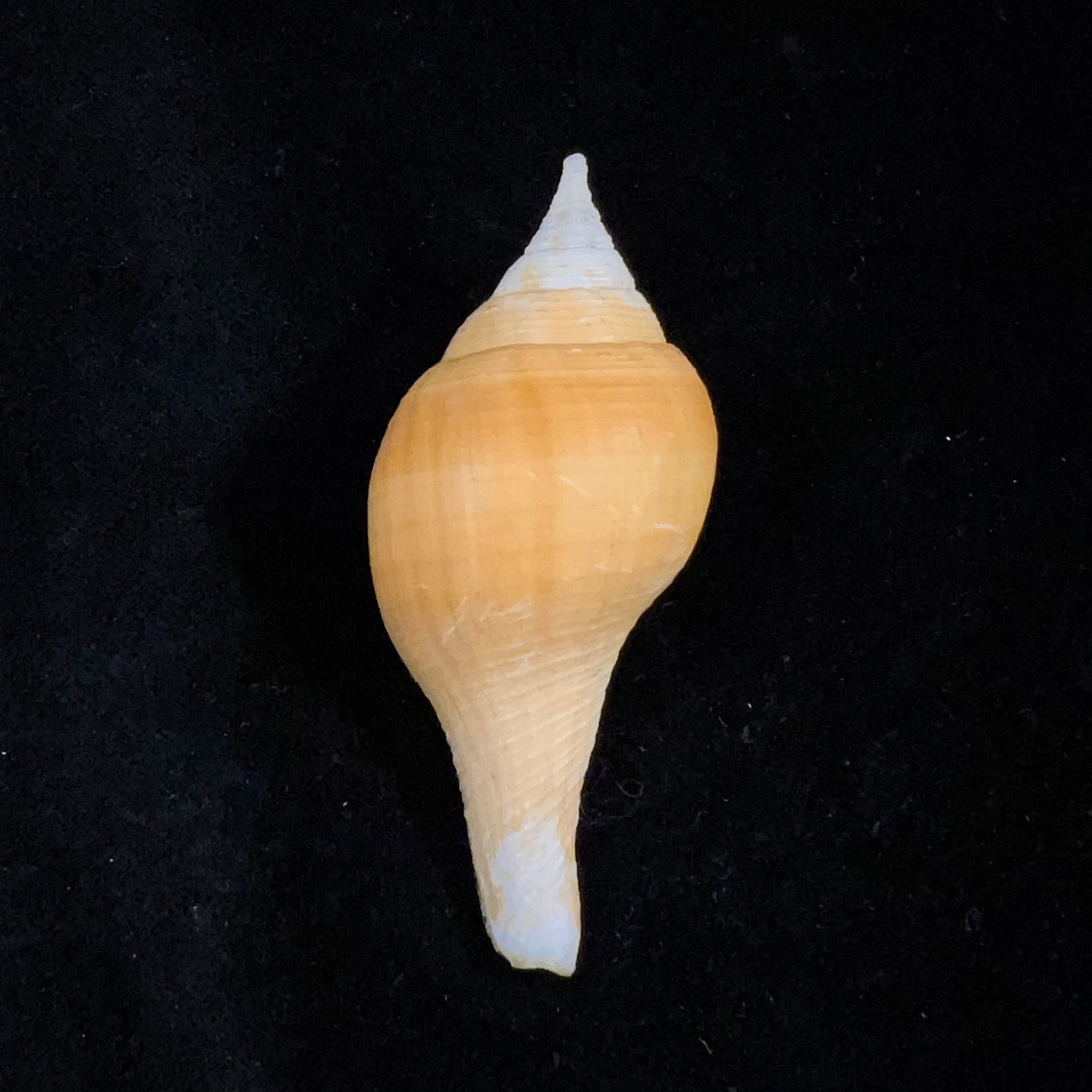 Turbinella laevigata Anton, 1838 - 71,6毫米