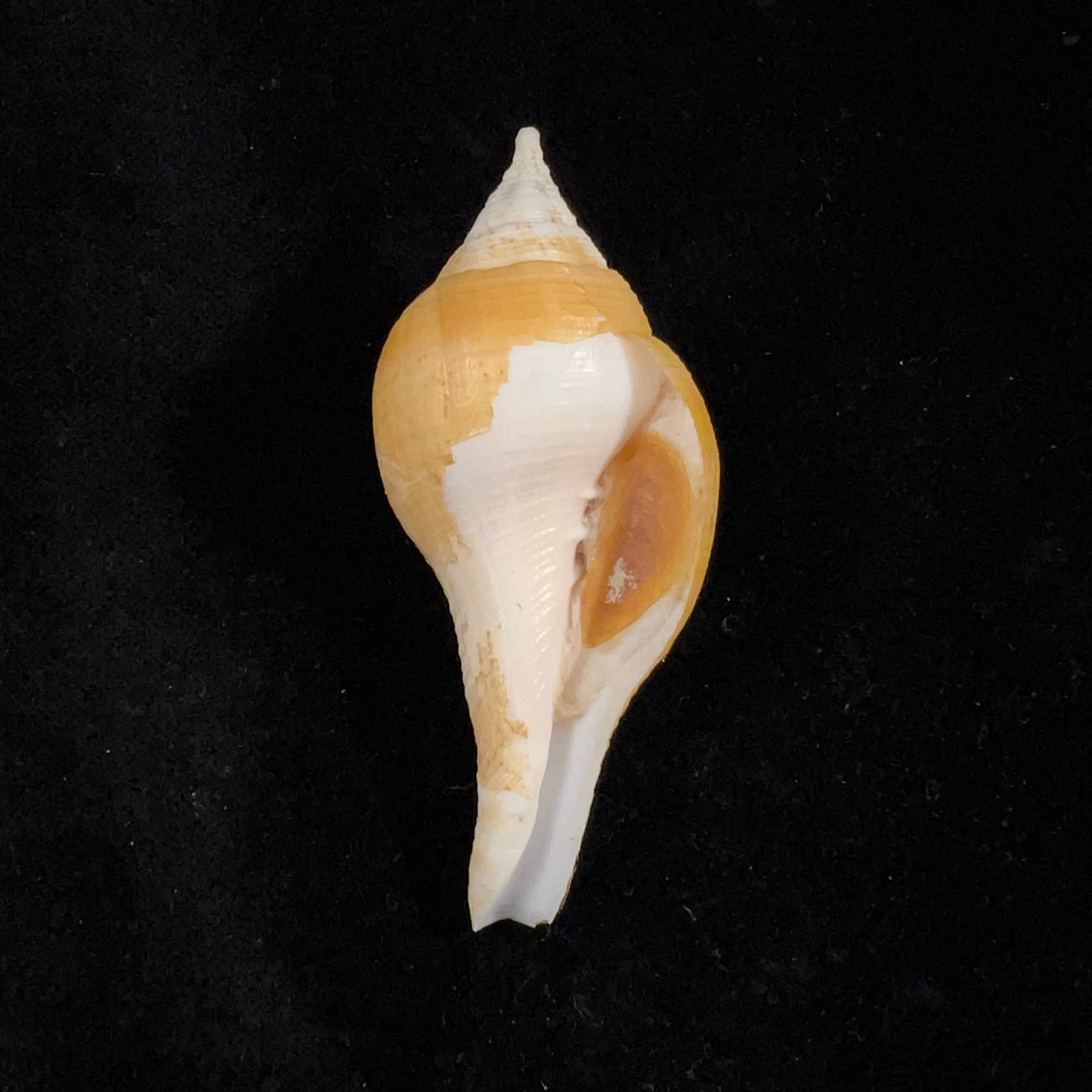 Turbinella laevigata Anton, 1838 - 71,6毫米