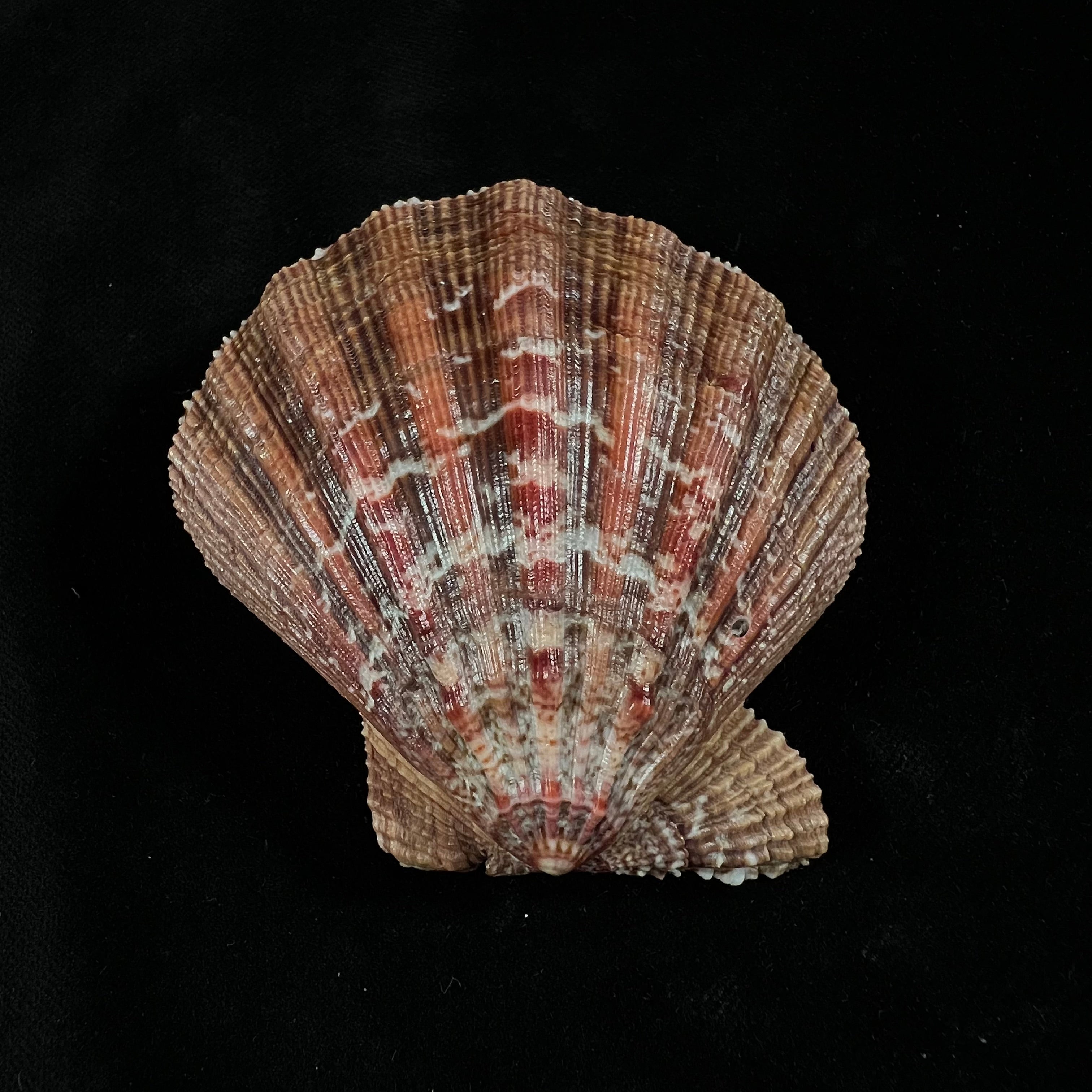 Nodipecten nodosus (Linnaeus, 1758) - 72,3毫米