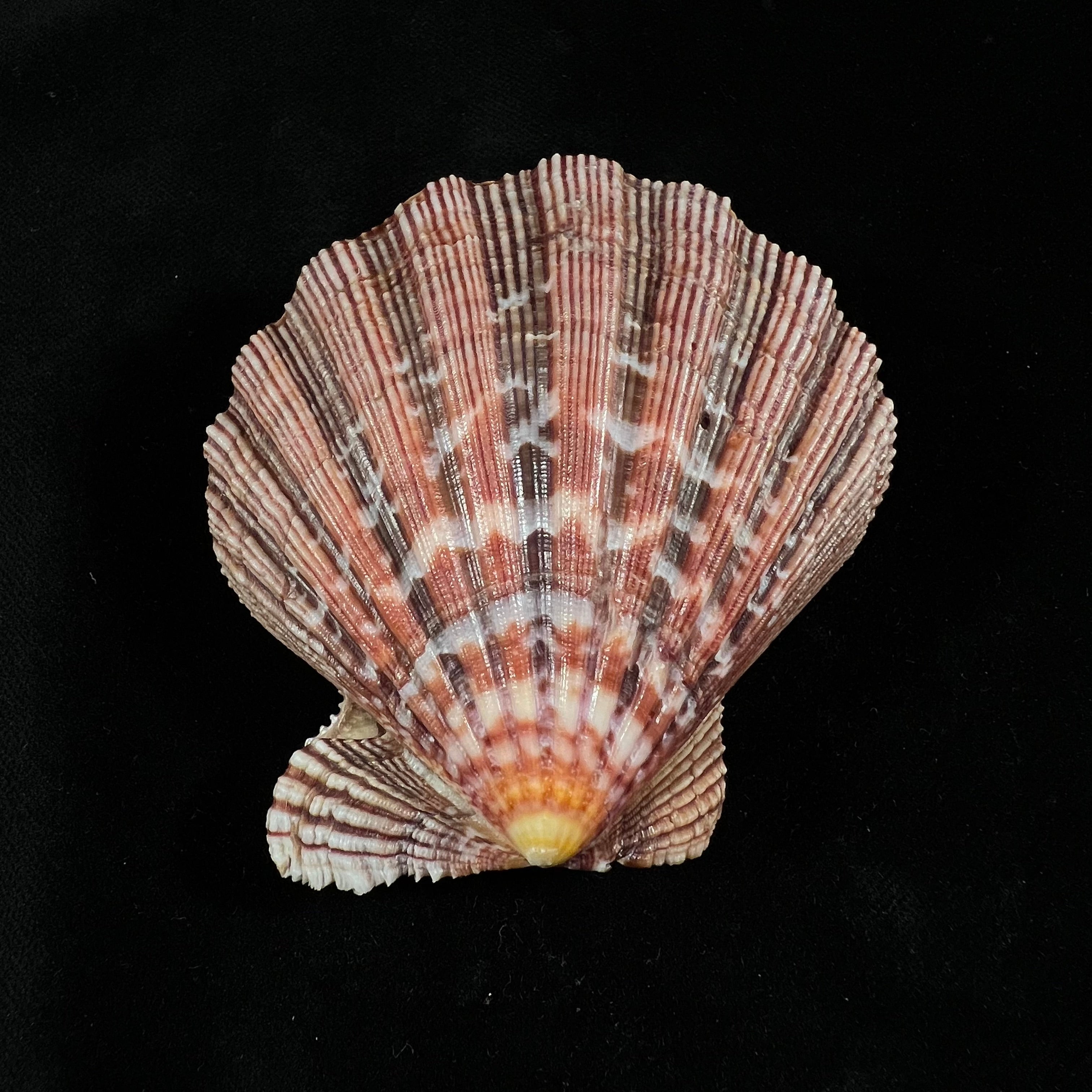 Nodipecten nodosus (Linnaeus, 1758) - 72,3毫米
