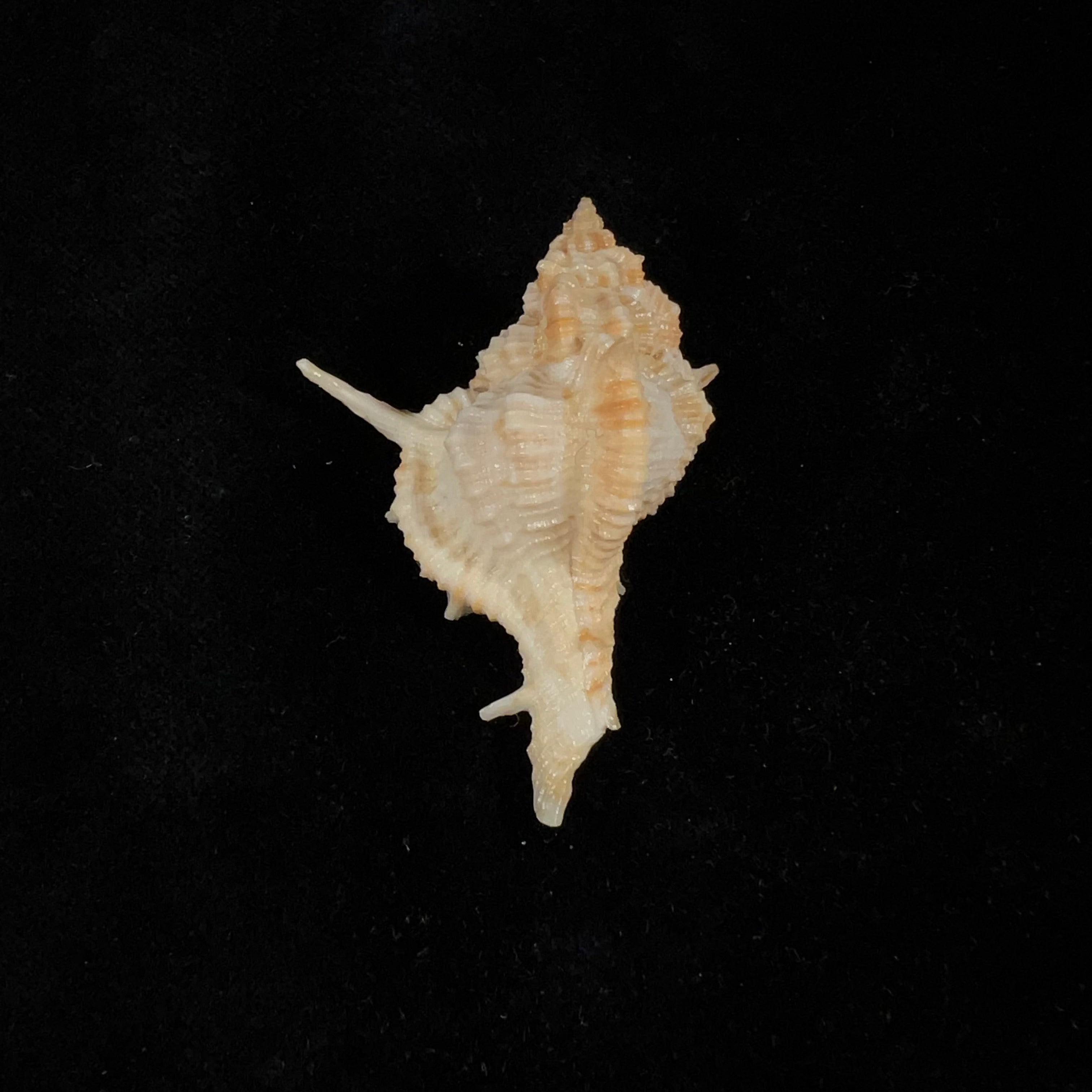 Siratus springeri (HR Bullis, 1964) - 50,1mm