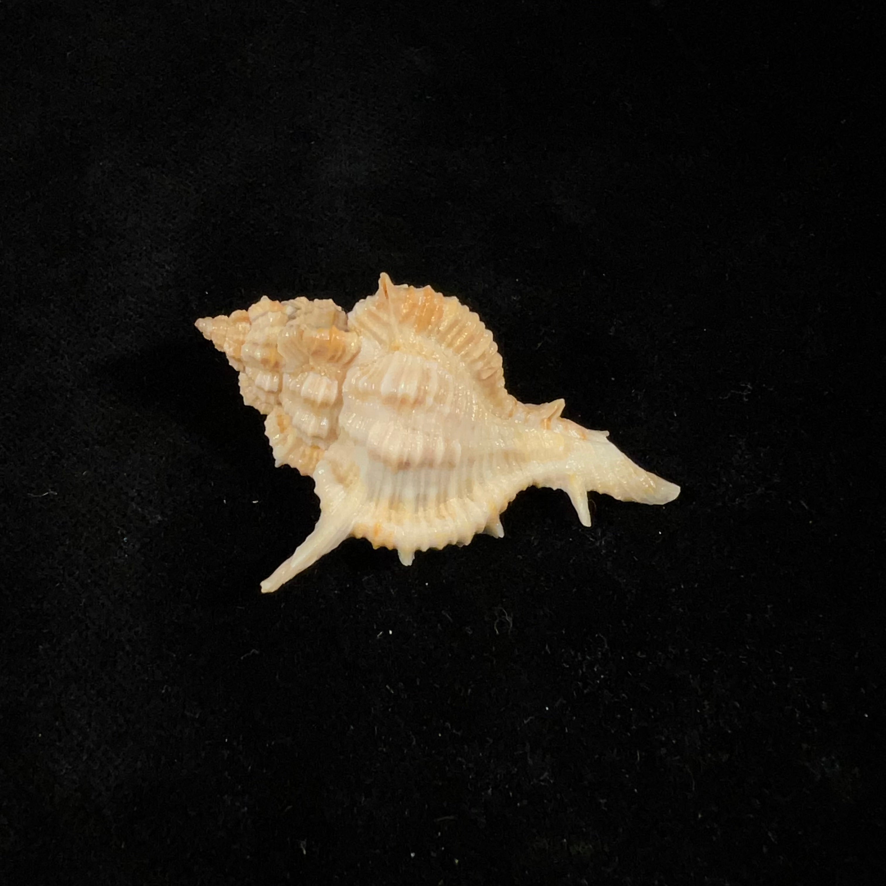 Siratus springeri (HR Bullis, 1964) - 50,1mm