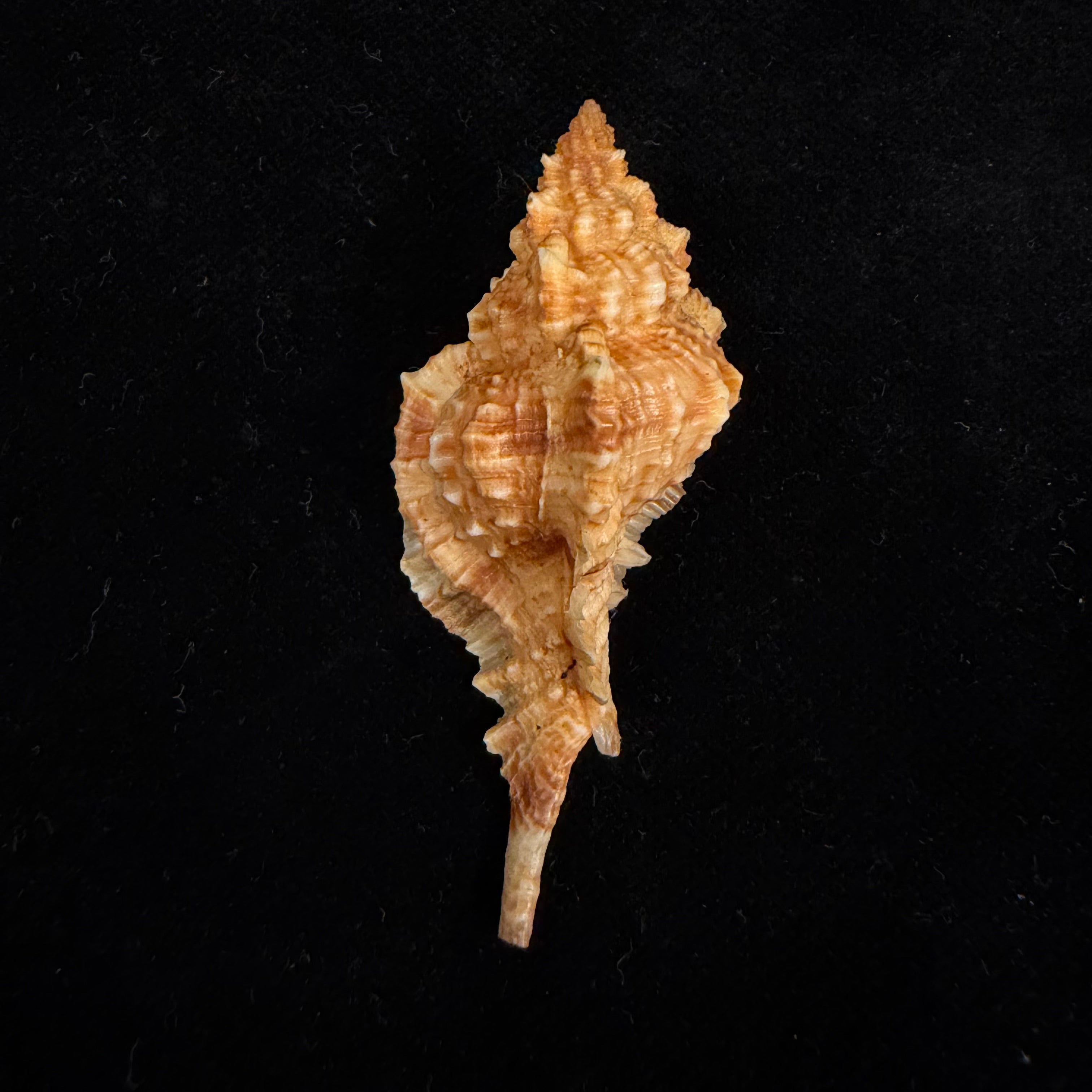 Siratus coltrorum (E. H. Vokes, 1990) - 55mm