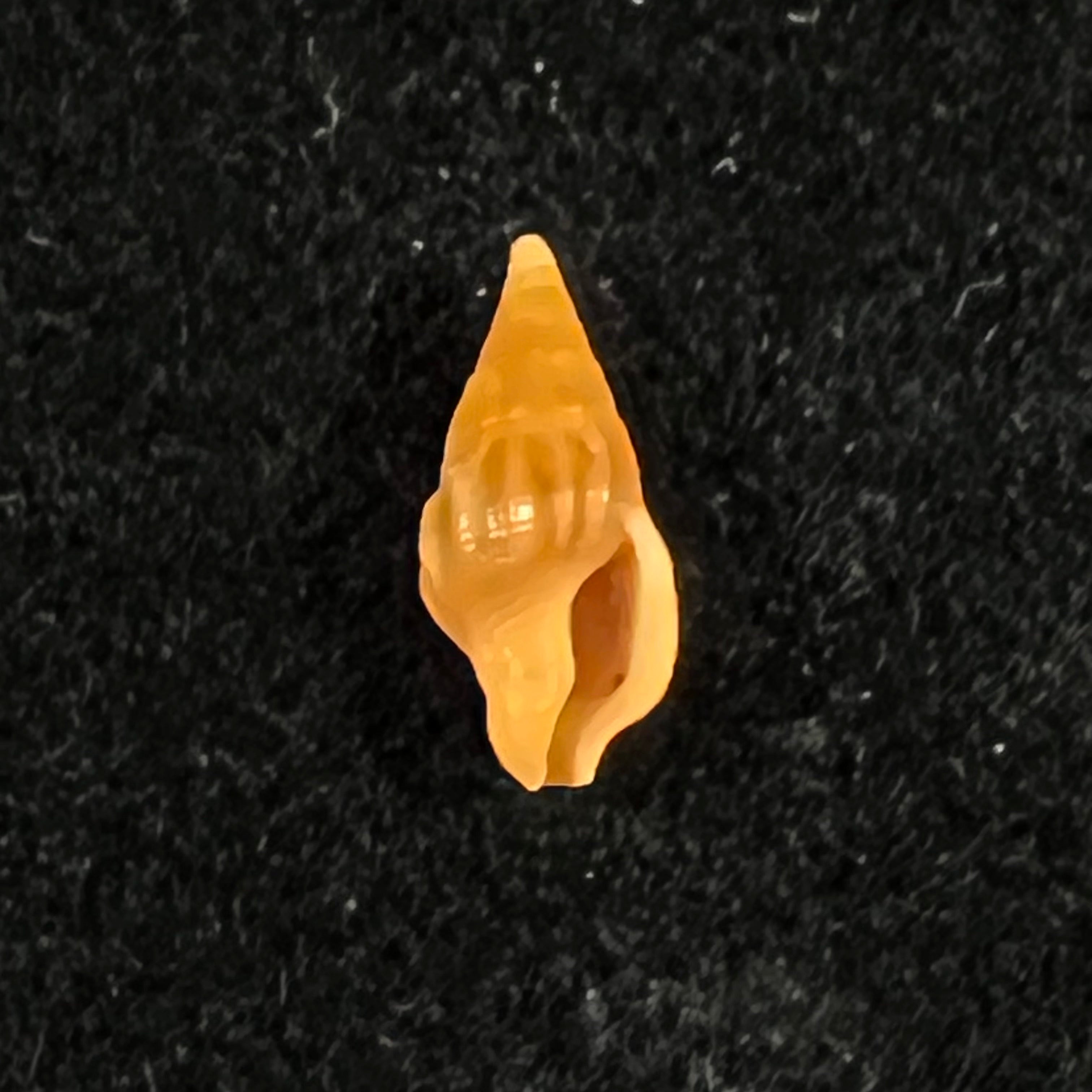 Anachis carloslirae P. M. S. Costa, 1996 - 12,6mm