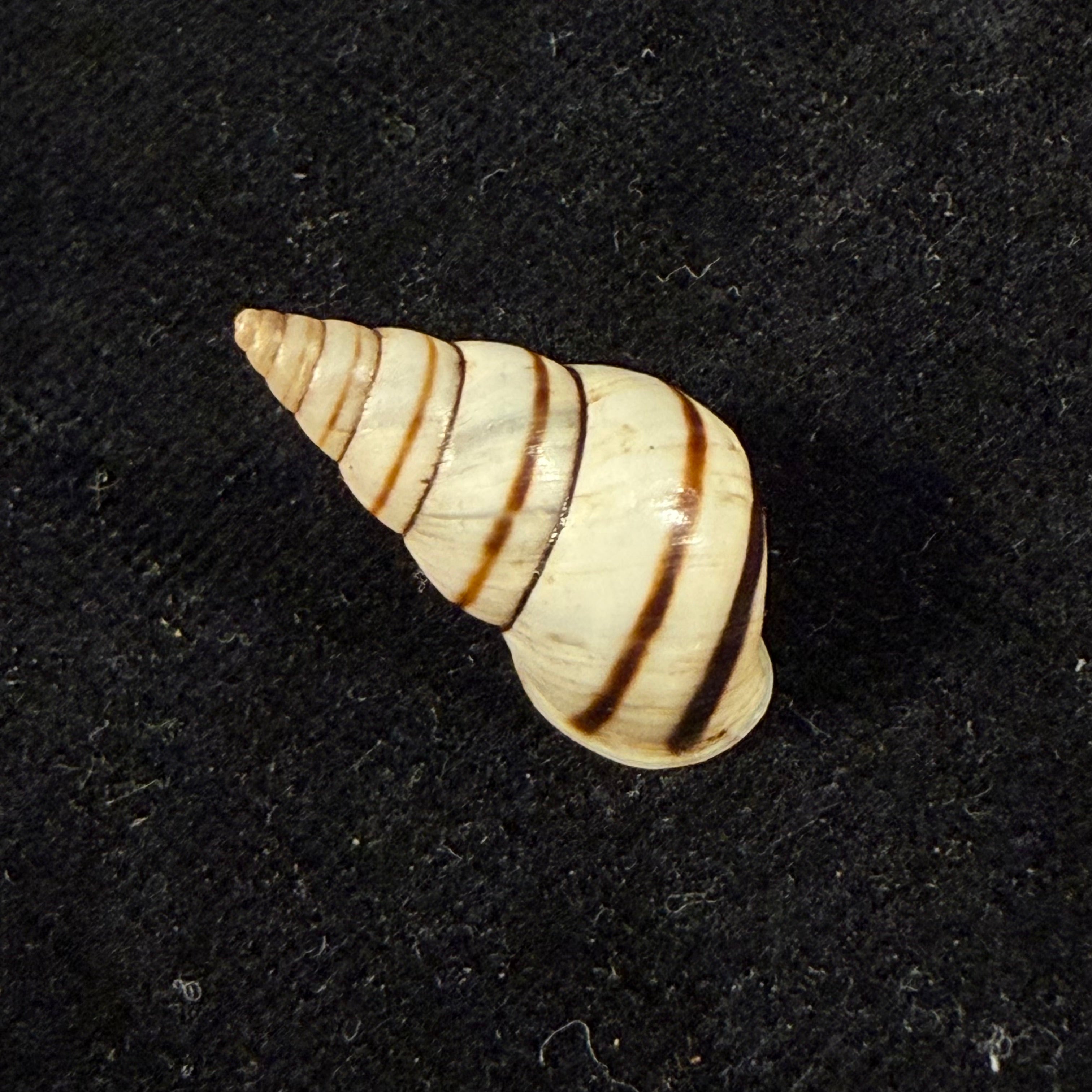Sanniostracus obliquus (Reeve, 1849) - 21,4mm