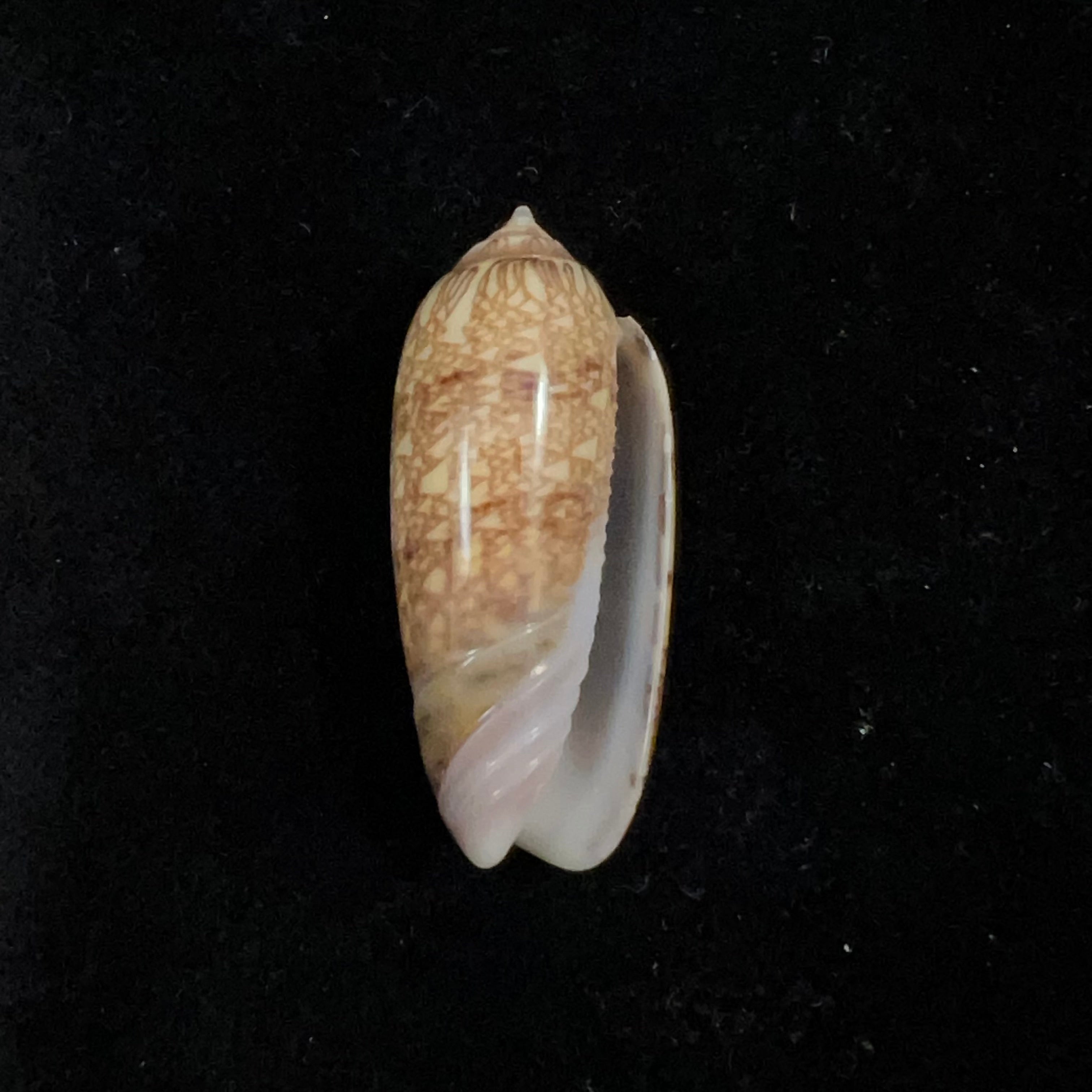 Oliva circinata jorioi Petuch, 2013 - 36,9mm