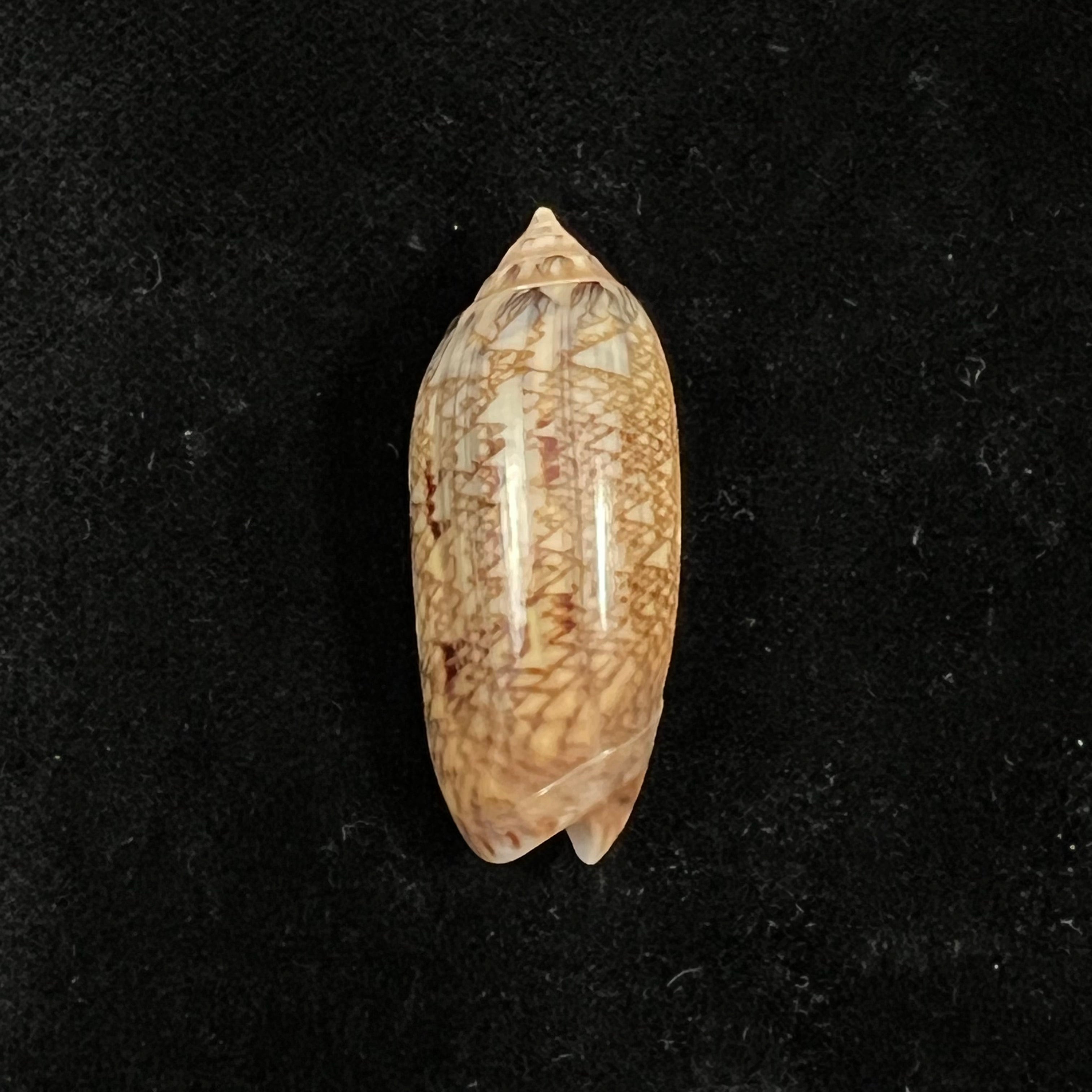 Oliva circinata jorioi Petuch, 2013 - 36mm
