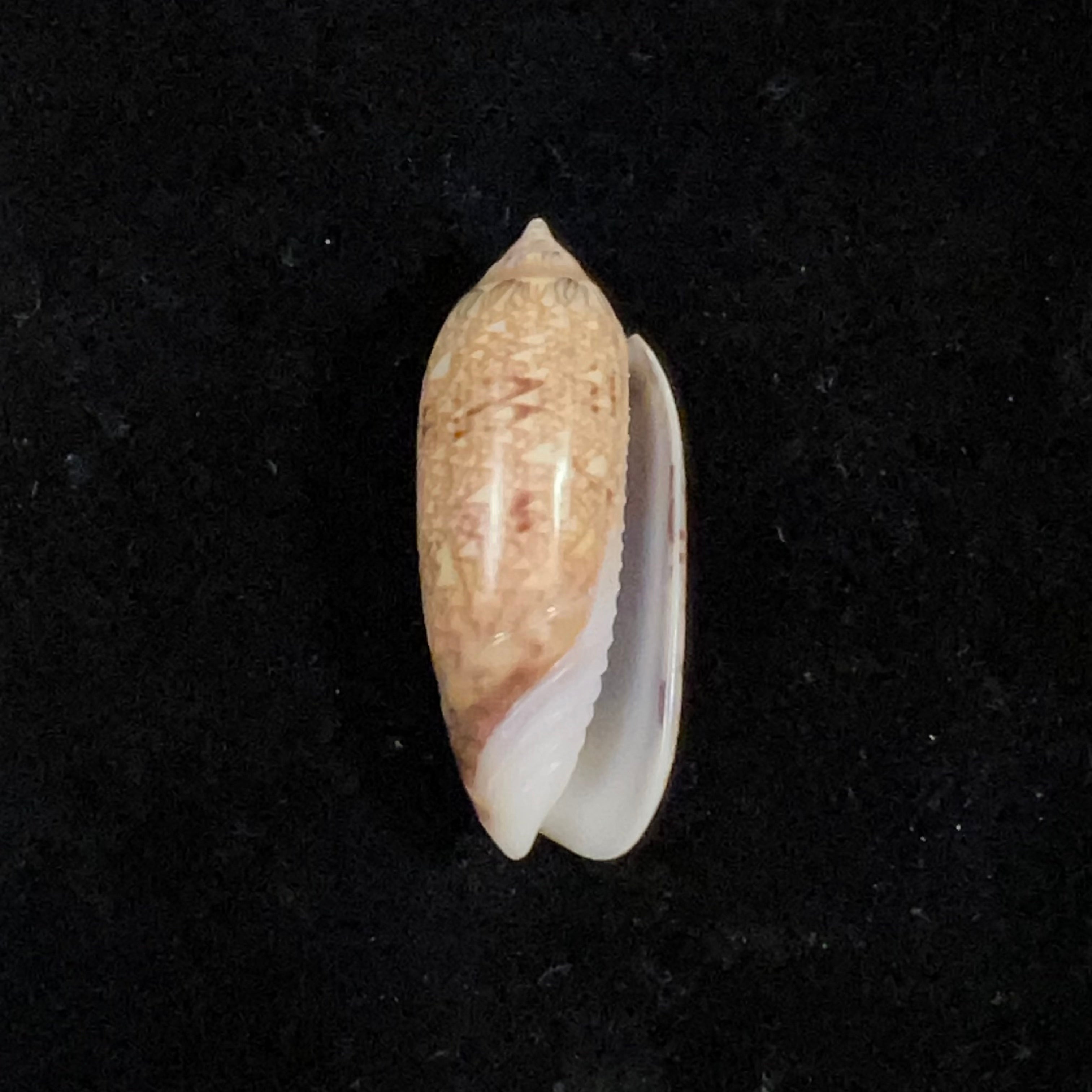 Oliva circinata jorioi Petuch, 2013 - 36mm