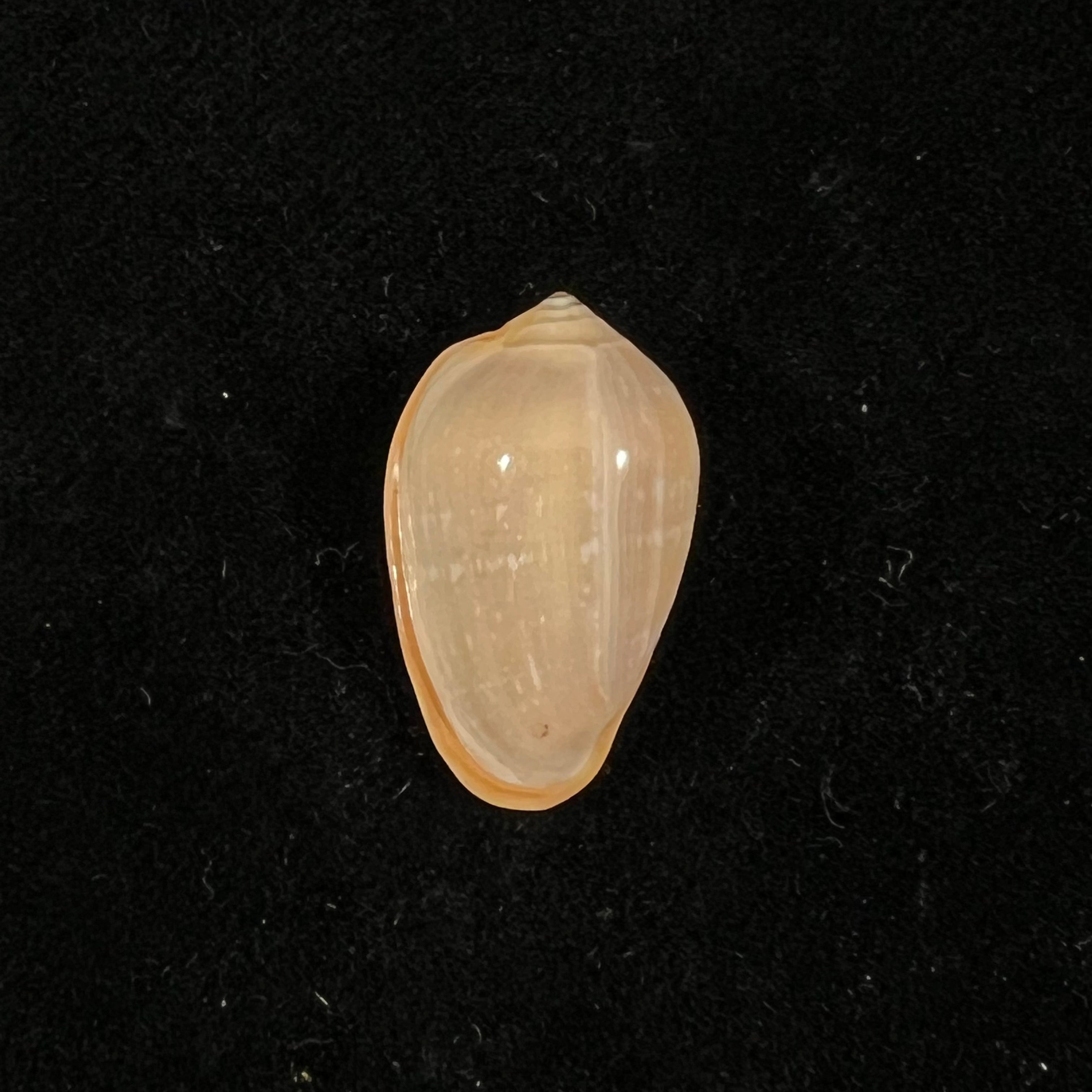 Prunum curtum (GB Sowerby I, 1832) - 22,3mm