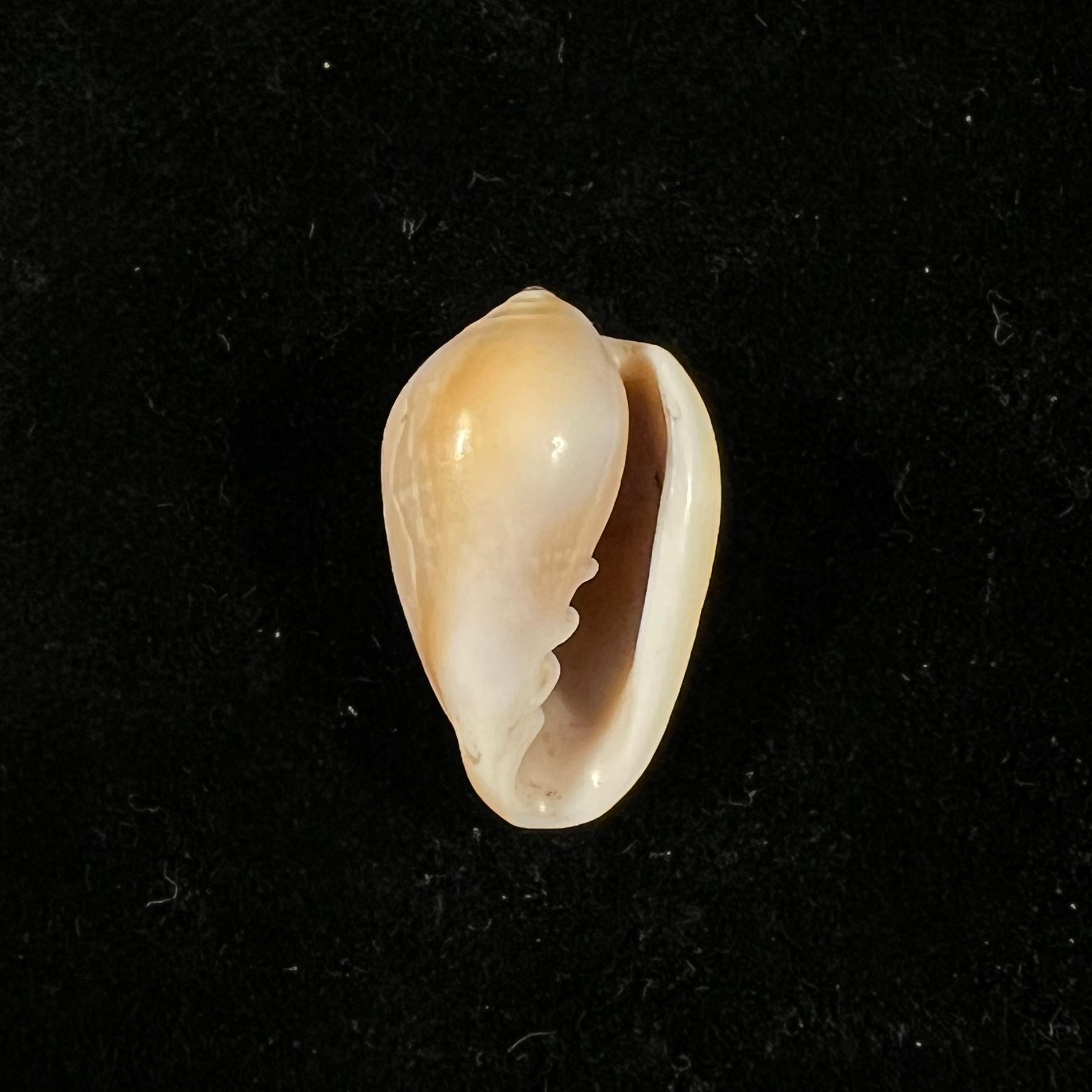 Prunum curtum (GB Sowerby I, 1832) - 22,3mm