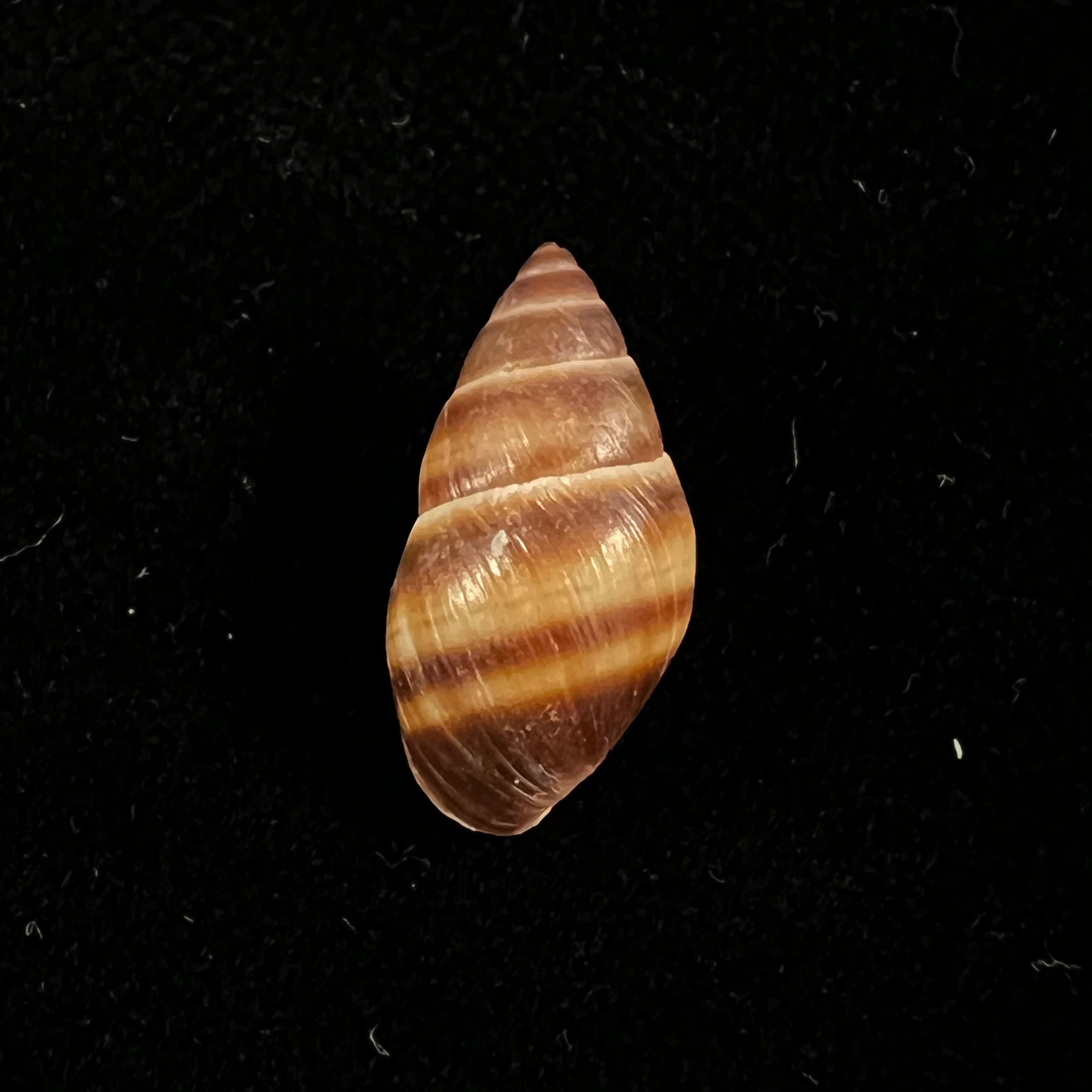 Bulimulus guadalupensis (Bruguière, 1789) - 16,6mm