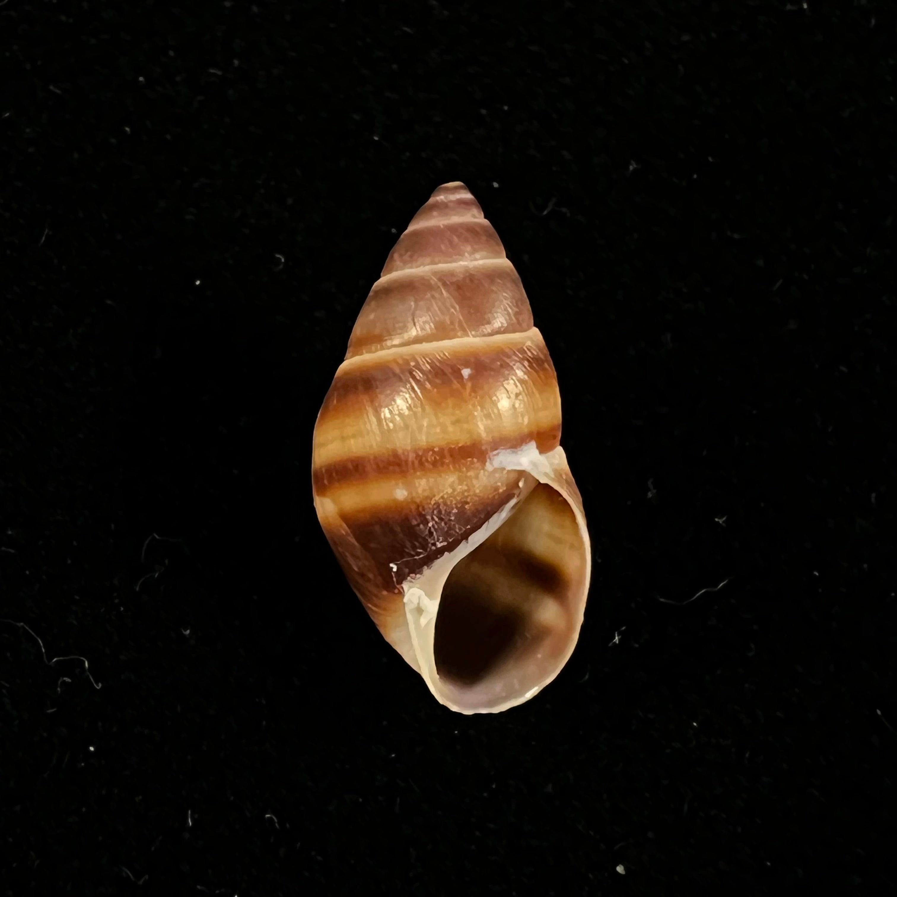 Bulimulus guadalupensis (Bruguière, 1789) - 16,6mm
