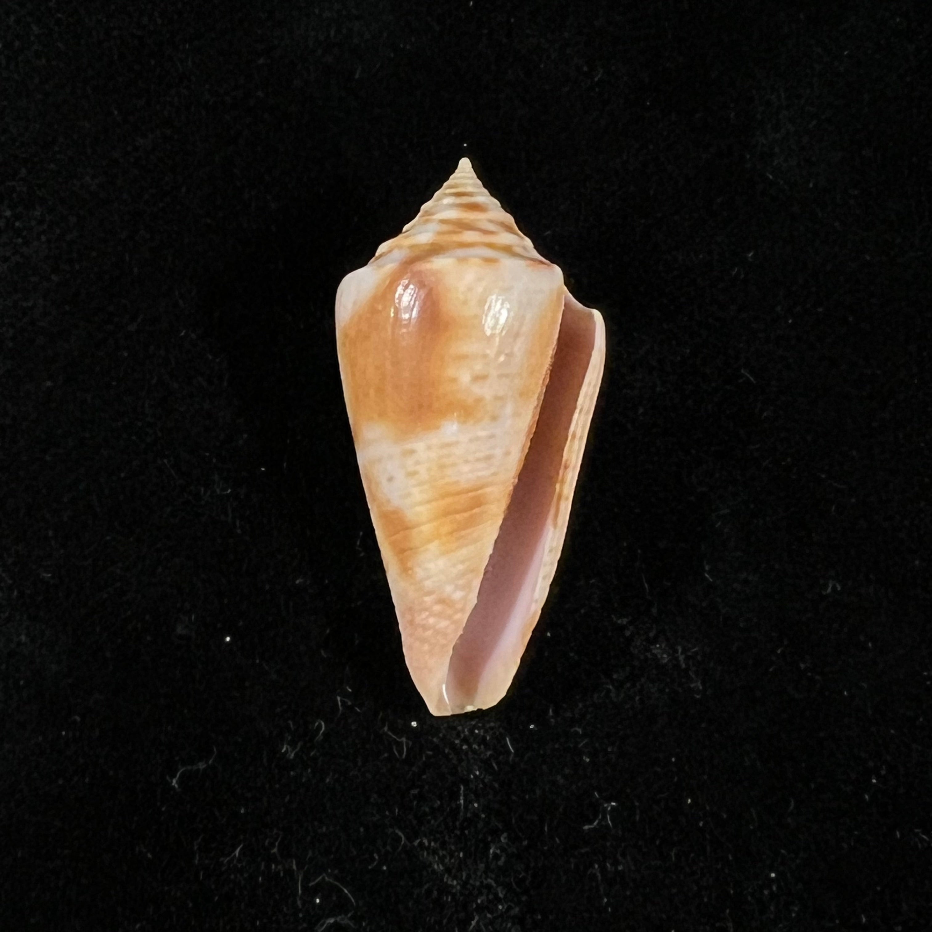 Conasprella ericmonnieri (Petuch & R. F. Myers, 2014) - 31,4mm