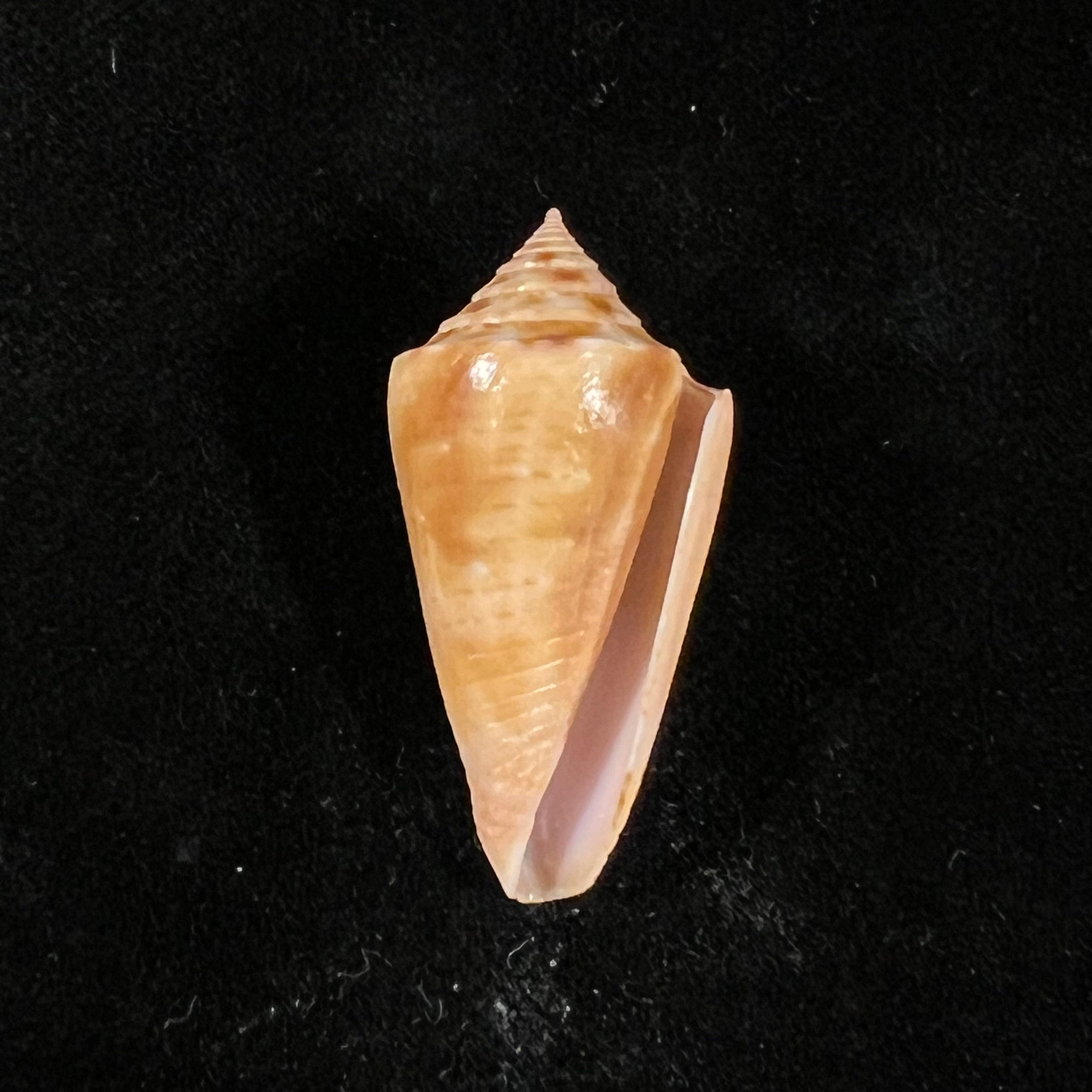 Conasprella ericmonnieri (Petuch & R. F. Myers, 2014) - 32,9mm