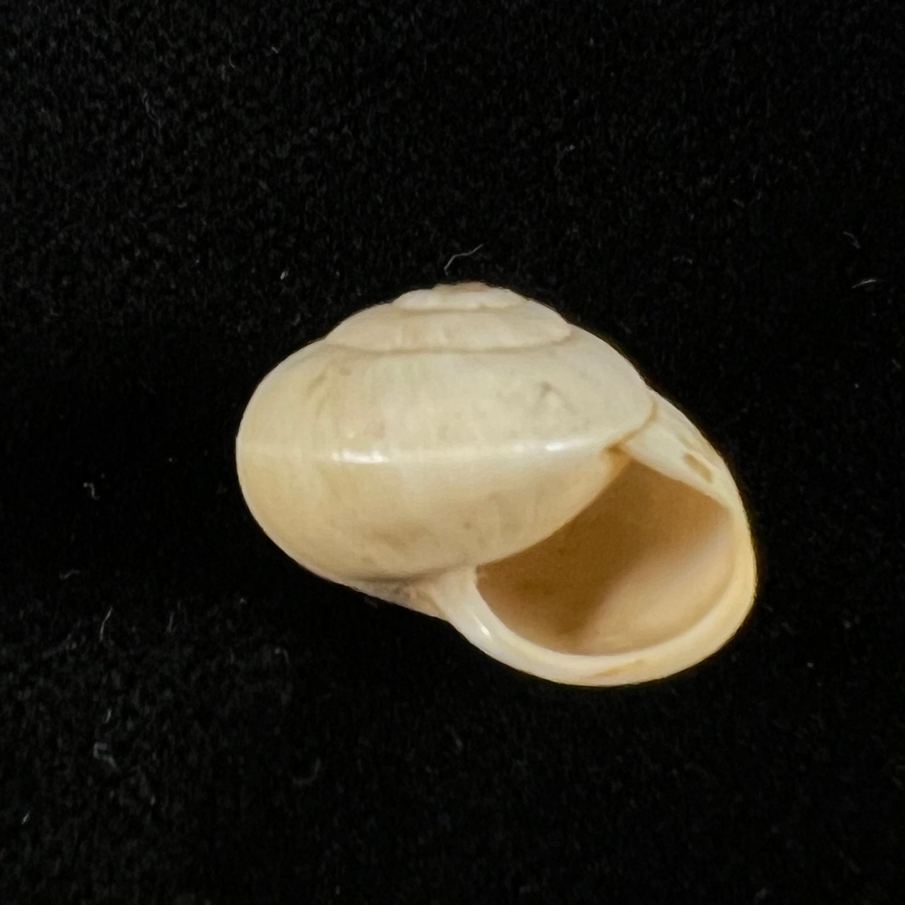 Theba 安达卢西亚 Gittenberg & Ripken, 1987 - 15,9mm