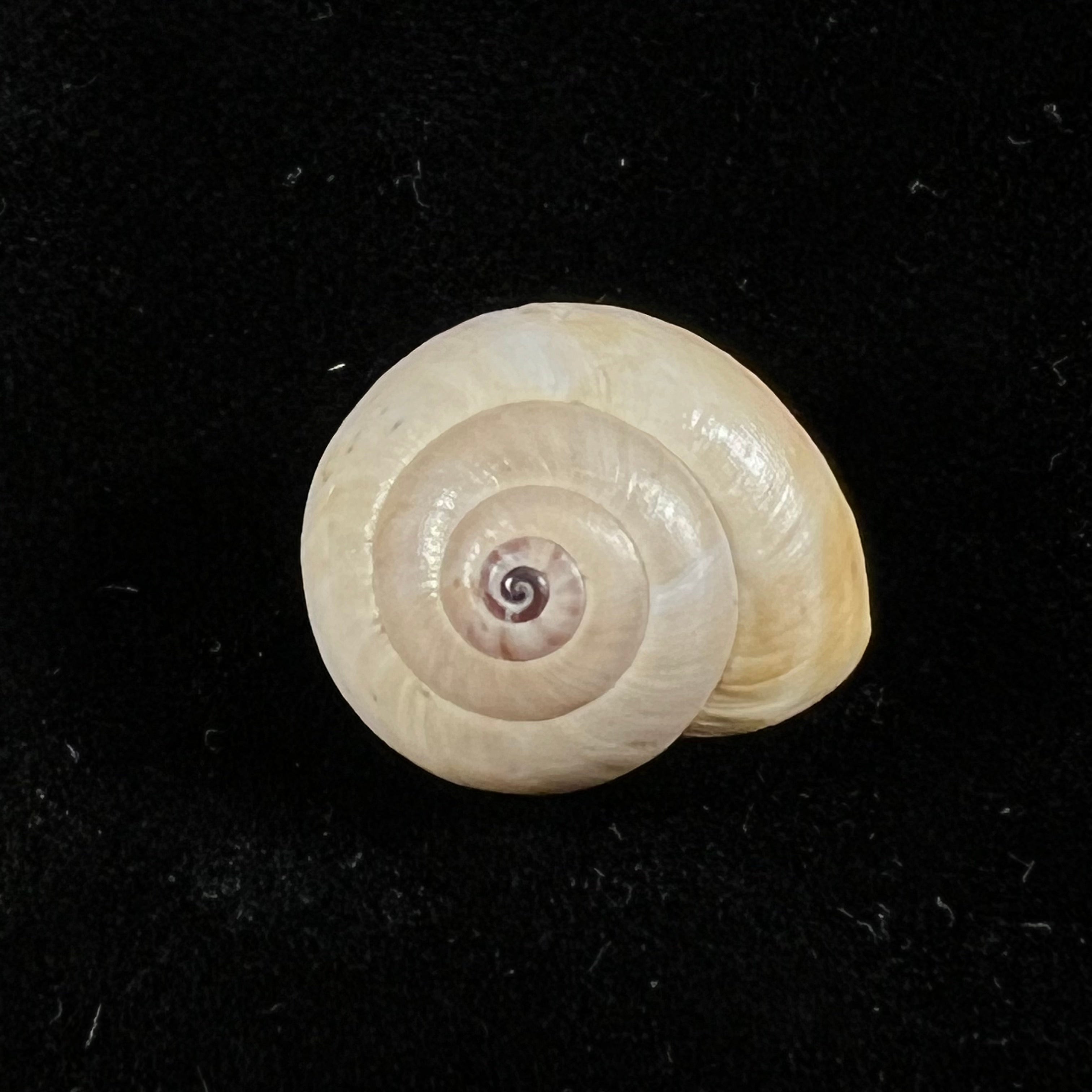 Theba andalusica Gittenberg & Ripken, 1987 - 16,1mm