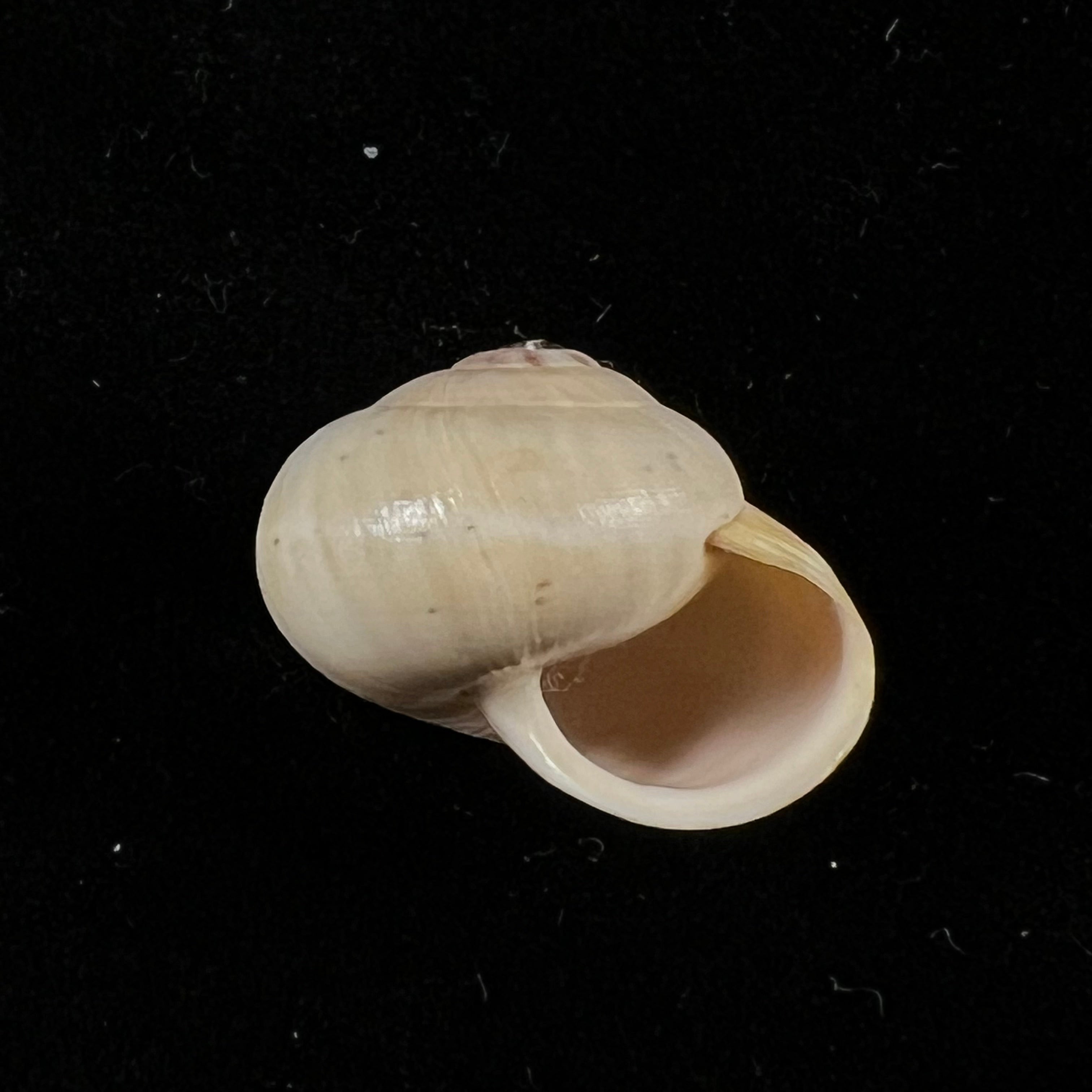 Theba andalusica Gittenberg & Ripken, 1987 - 16,1mm