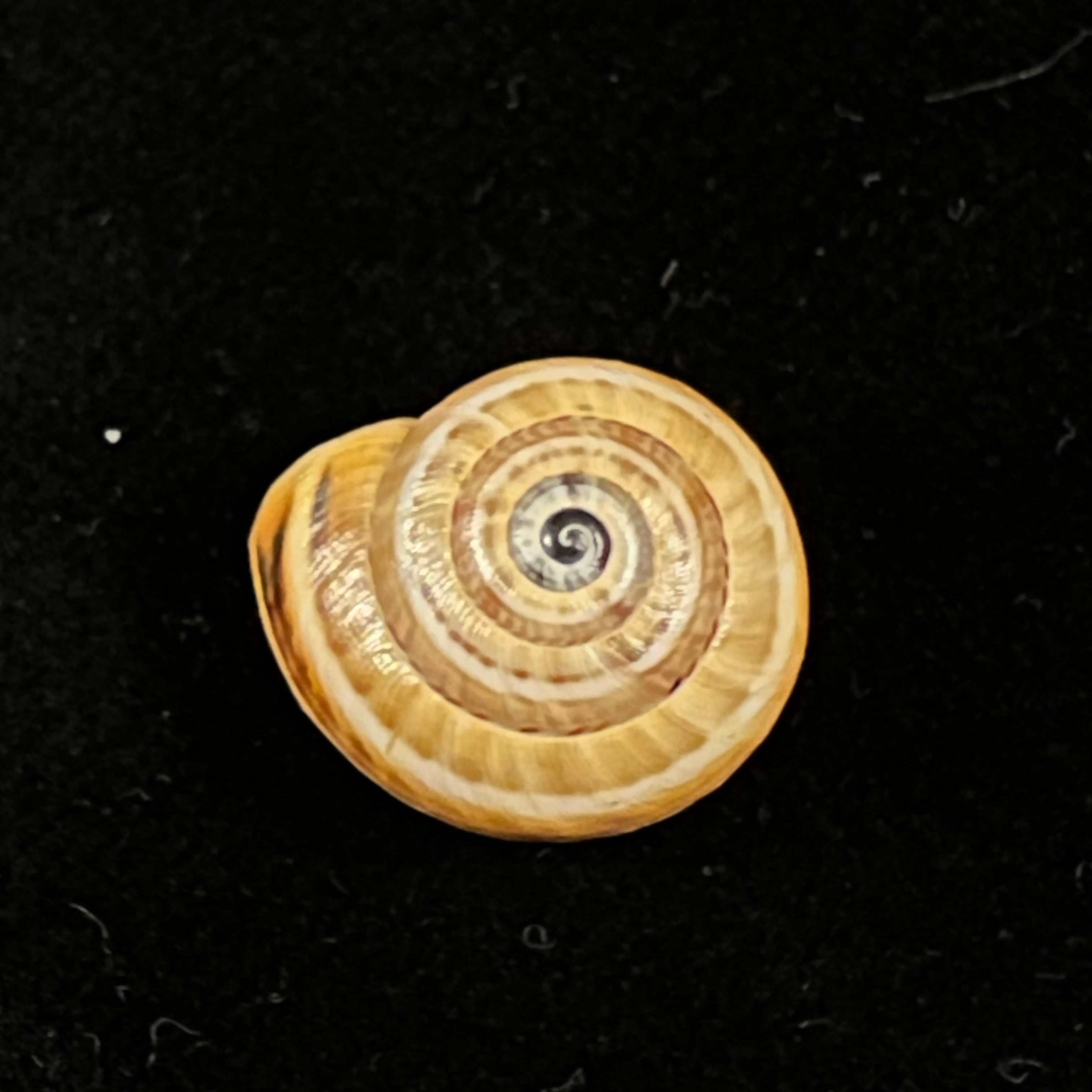 Theba pisana (OF Müller, 1774) - 15,9mm