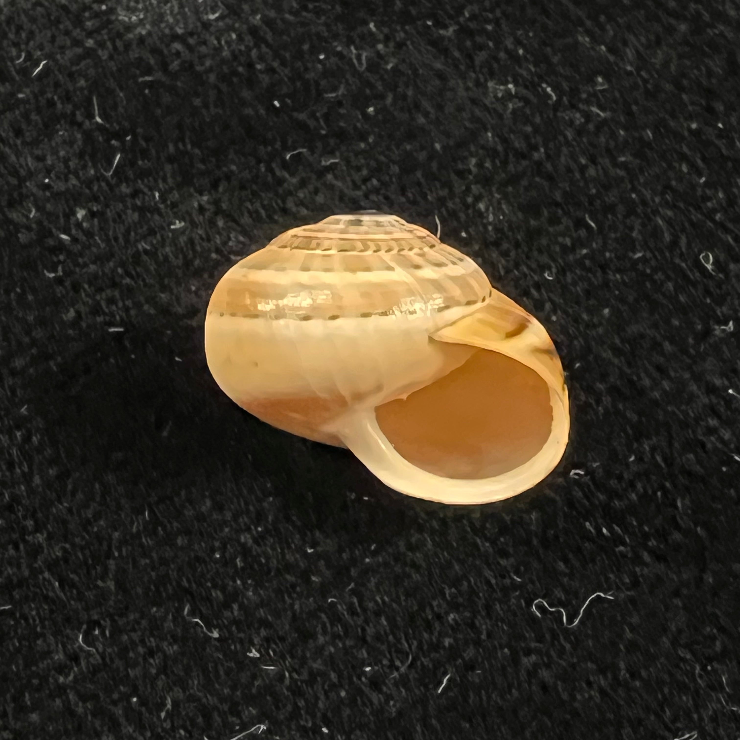 Theba pisana (OF Müller, 1774) - 15,9mm