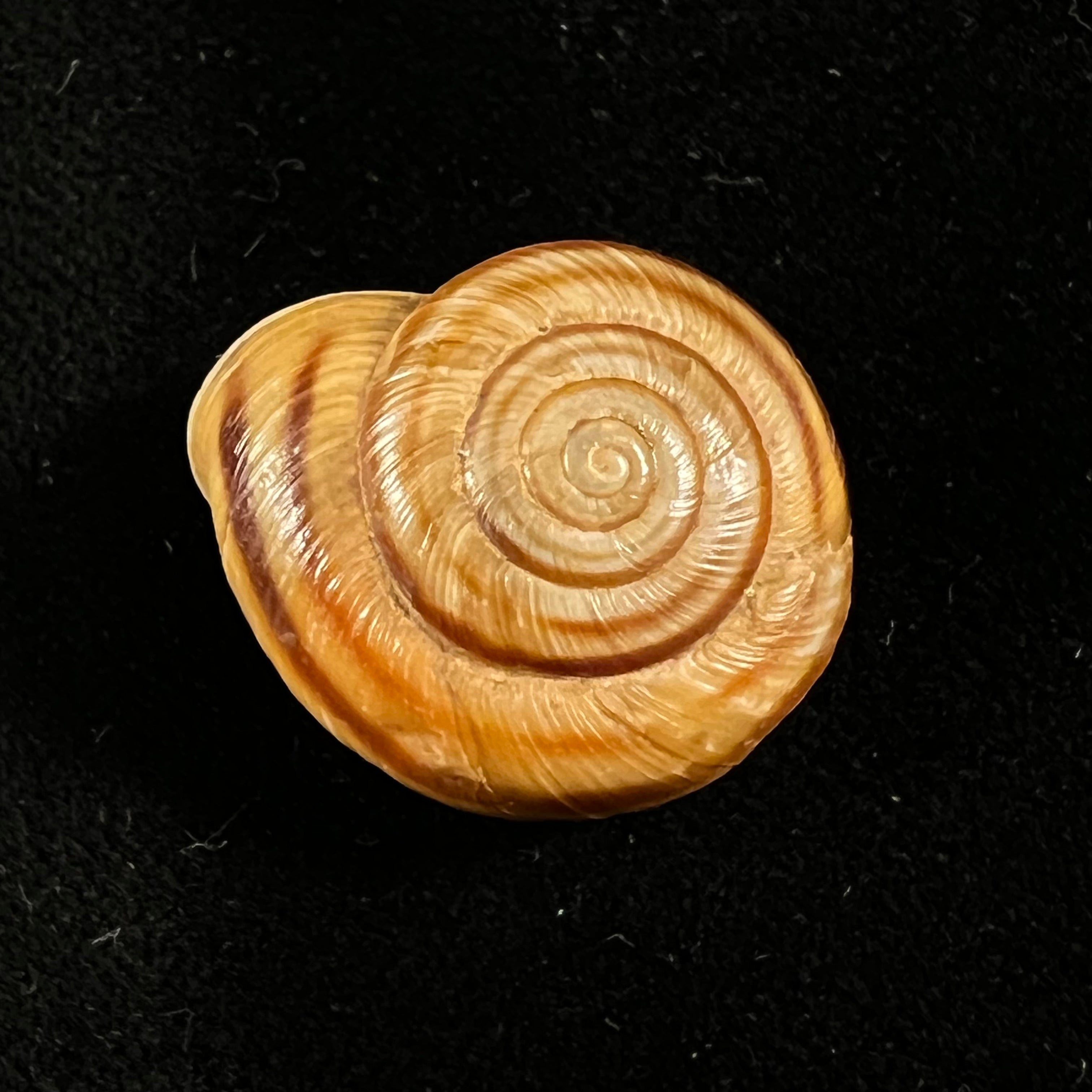 Helicigona rumelica (EA Rossmässler, 1838) - 25 毫米