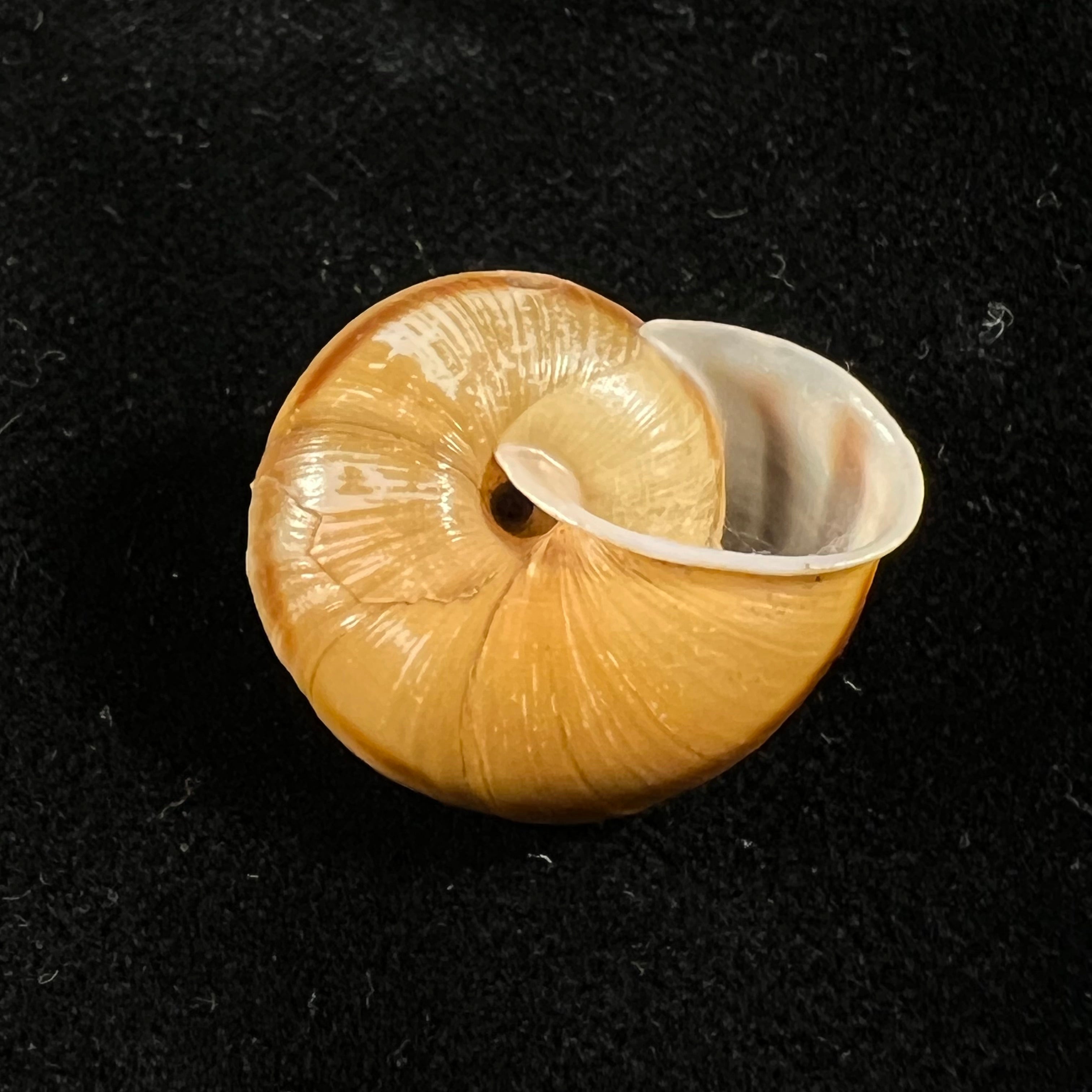 Helicigona rumelica (EA Rossmässler, 1838) - 25 毫米