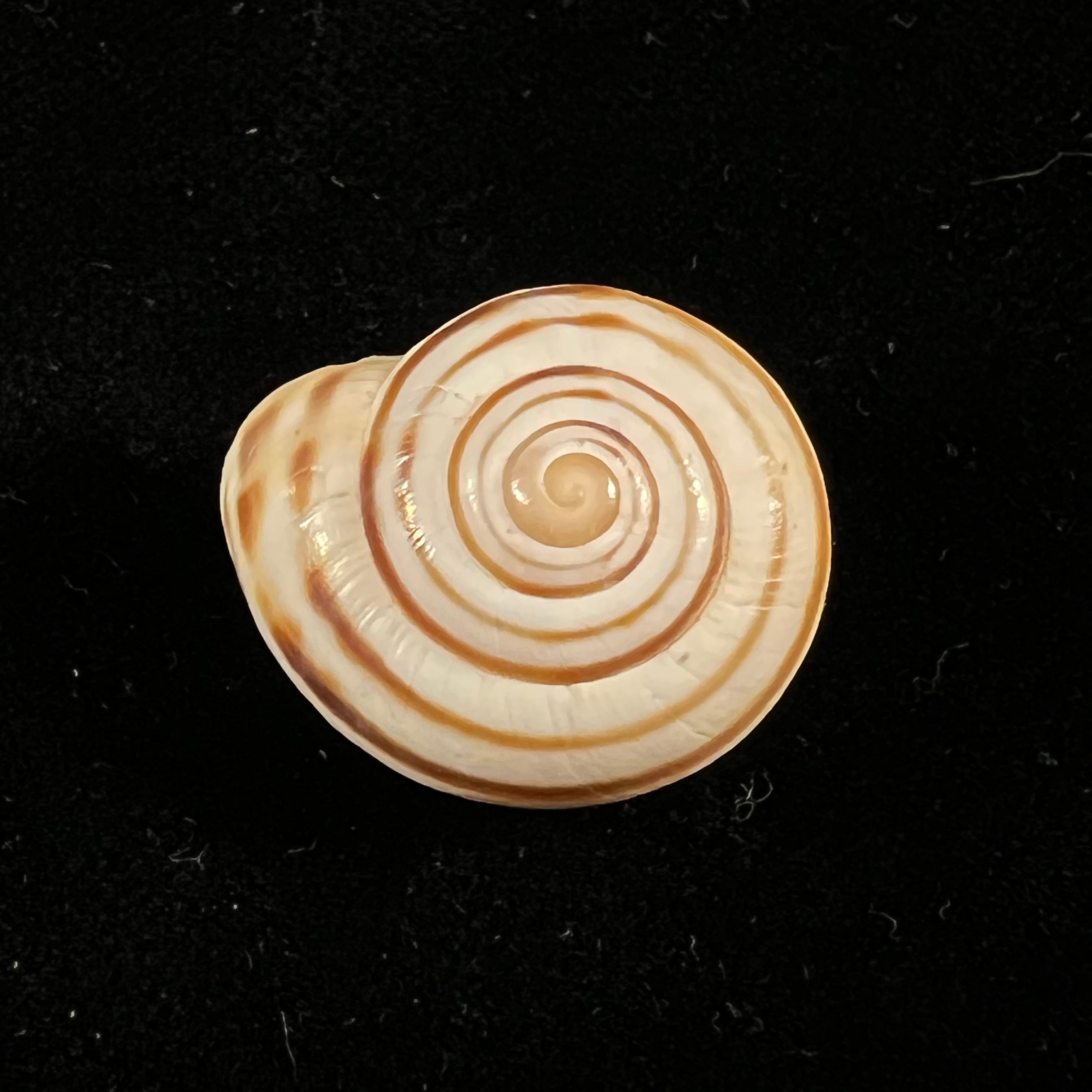 Lechatelieri lechatelieri (Pallary, 1917) - 25,9mm
