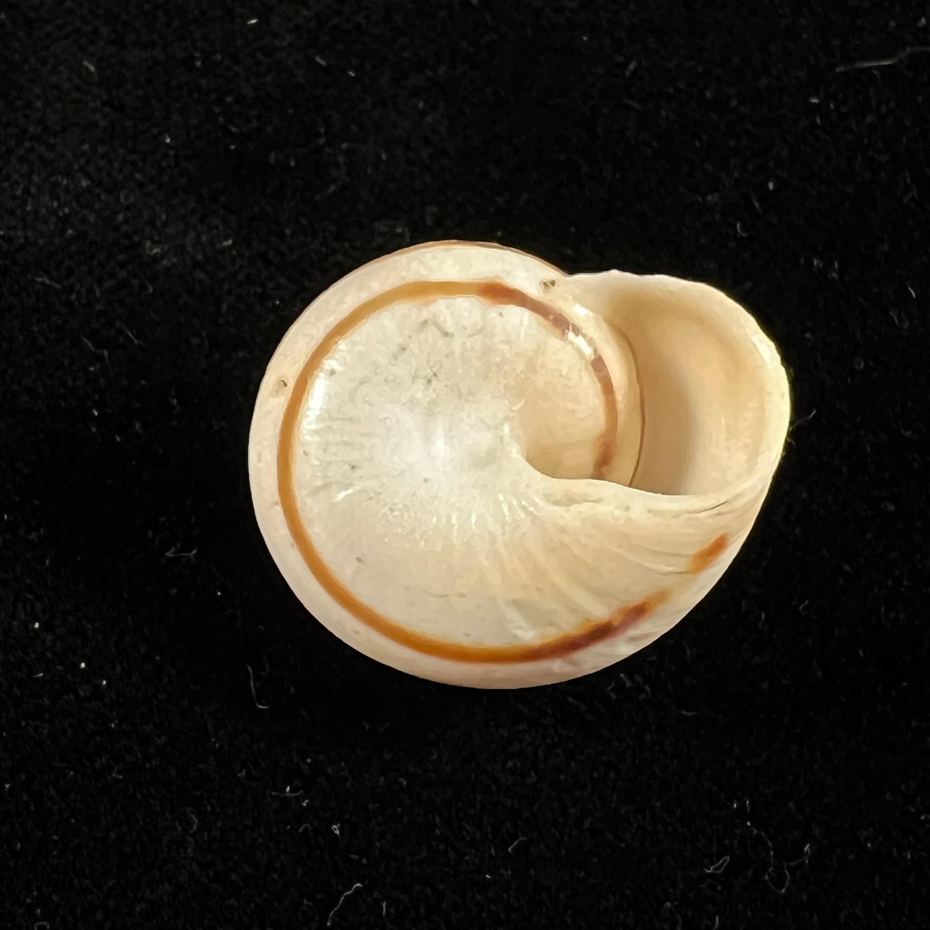 Lechatelieri lechatelieri (Pallary, 1917) - 25,9mm
