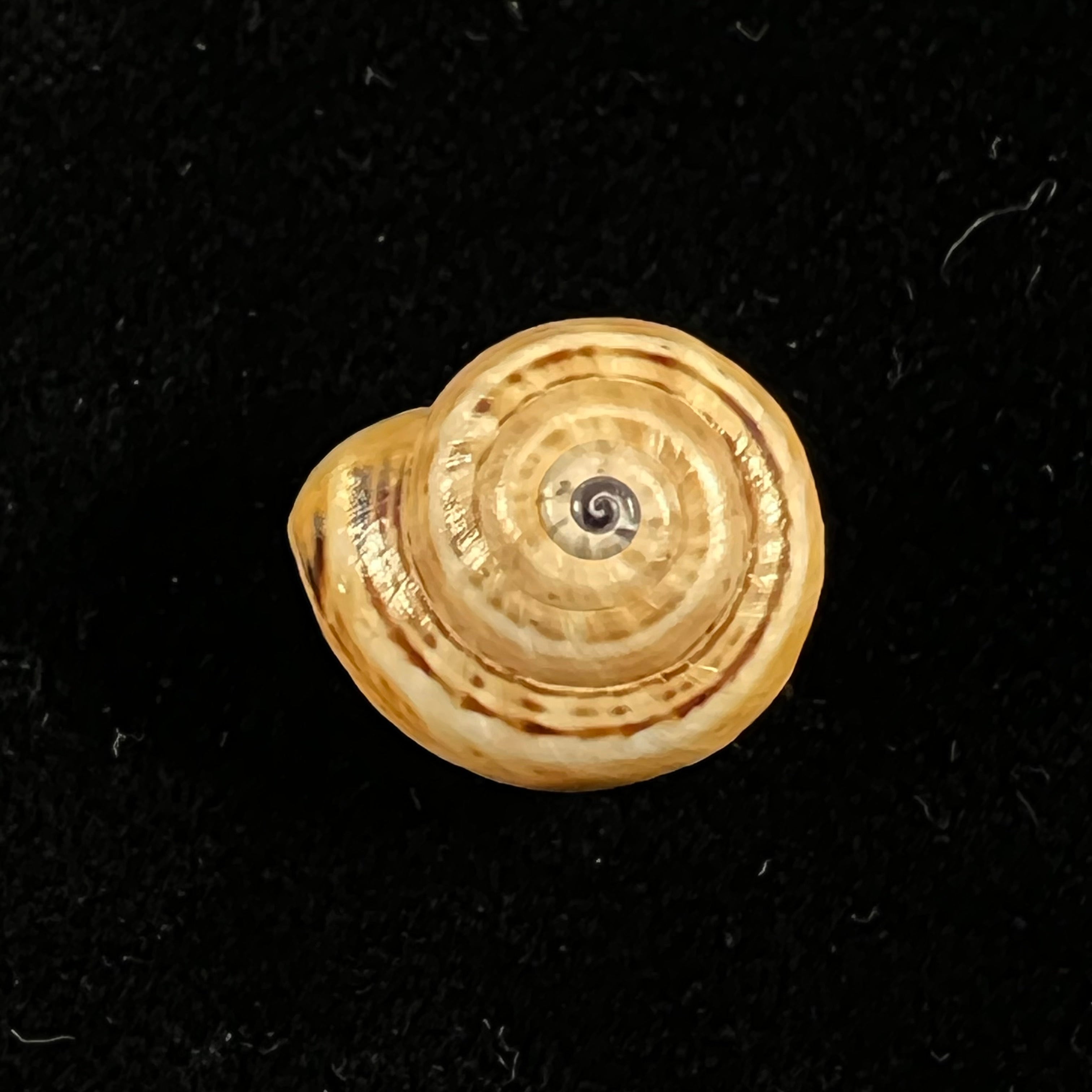 Theba pisana (OF Müller, 1774) - 16,2mm