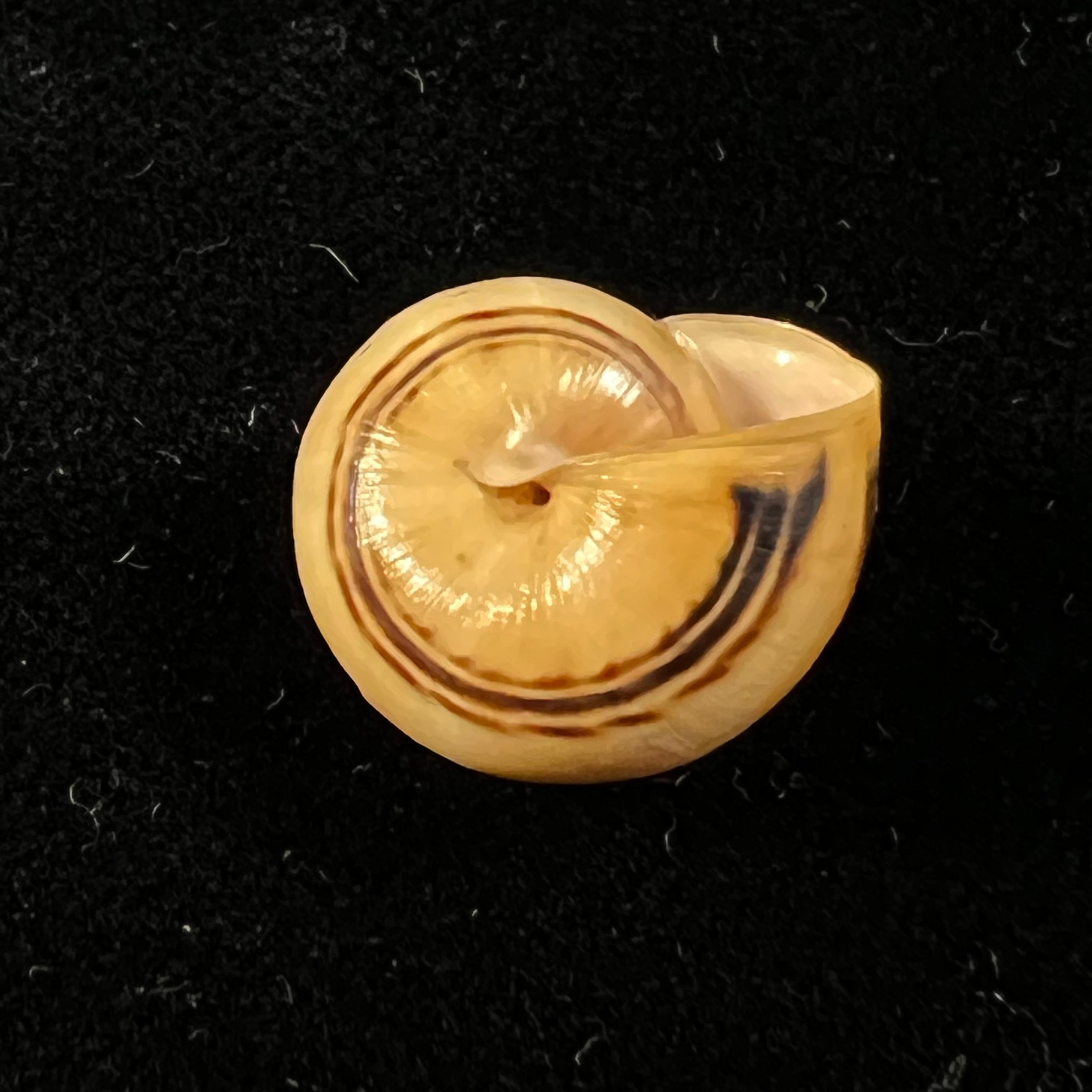 Theba pisana (OF Müller, 1774) - 16,2mm